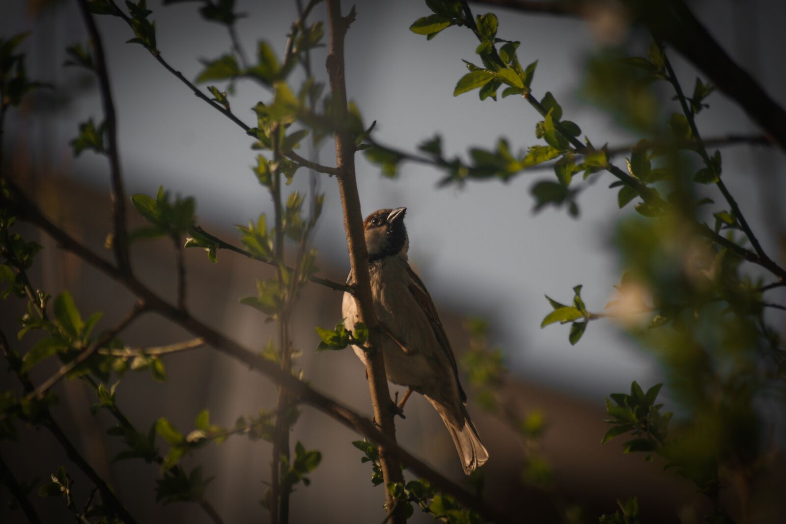Canon EOS 30D sample photo. Bird, sparrow, plumage photography