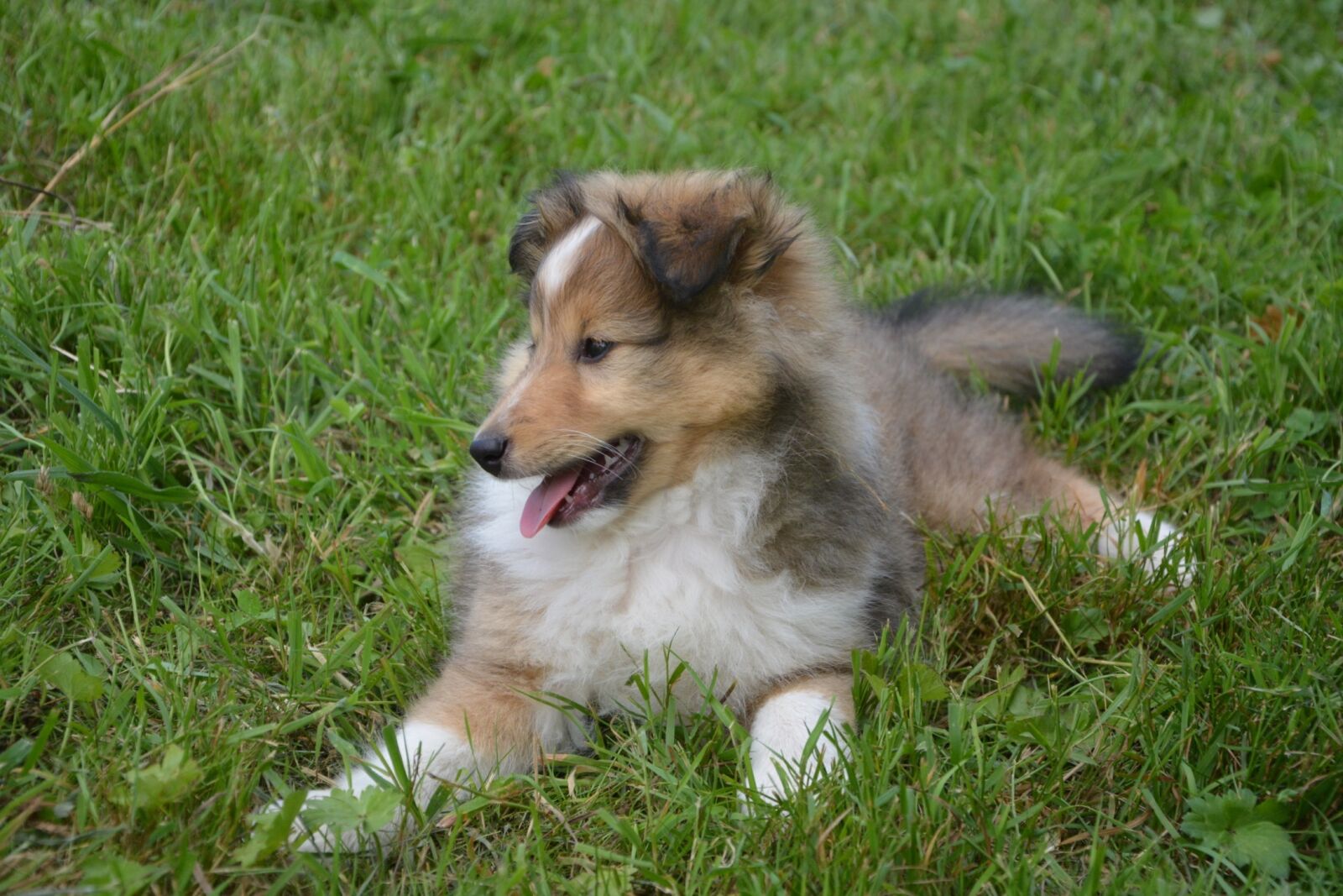 Nikon D5200 sample photo. Bitch, dog, female photography