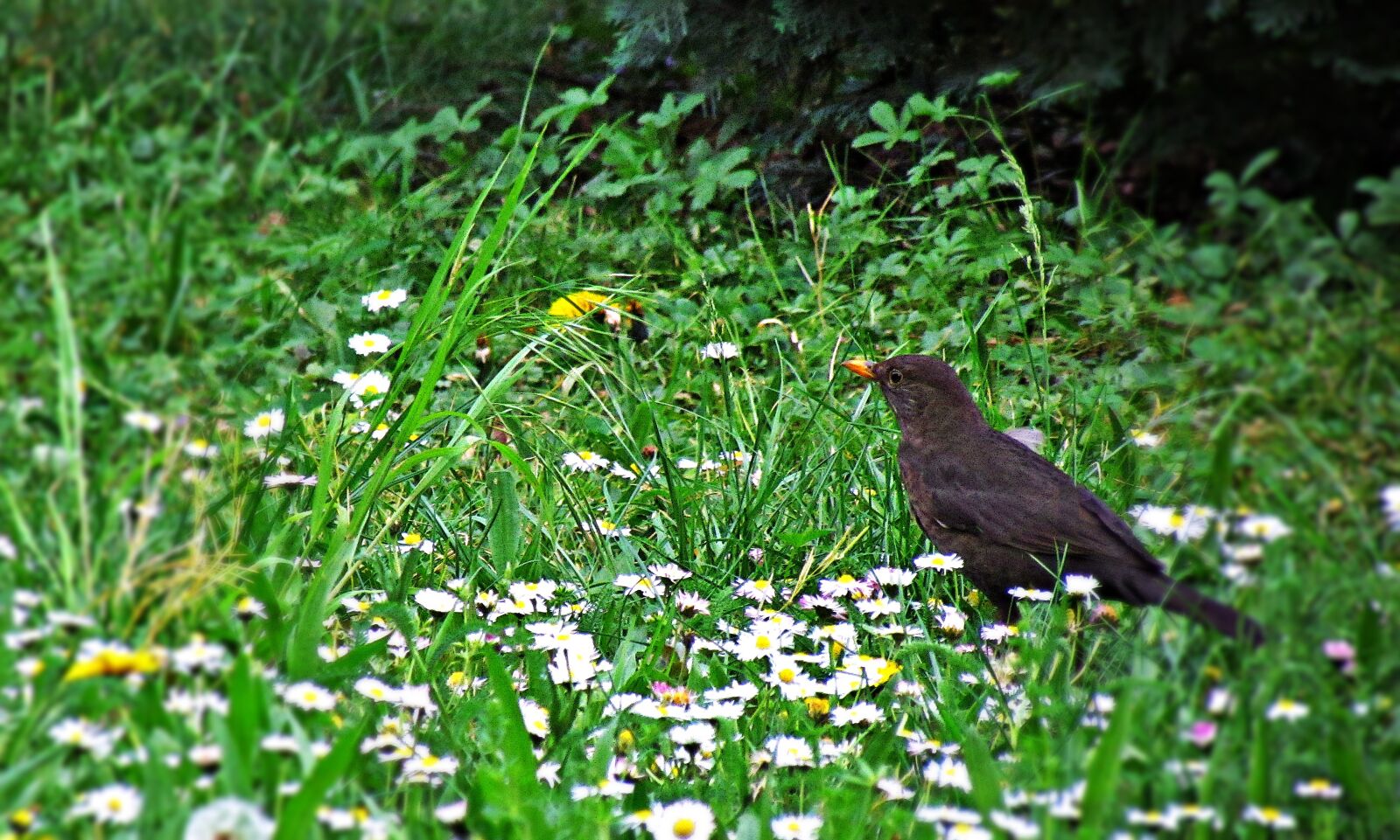 Canon PowerShot SX30 IS sample photo. Bird, kos, yellow beak photography