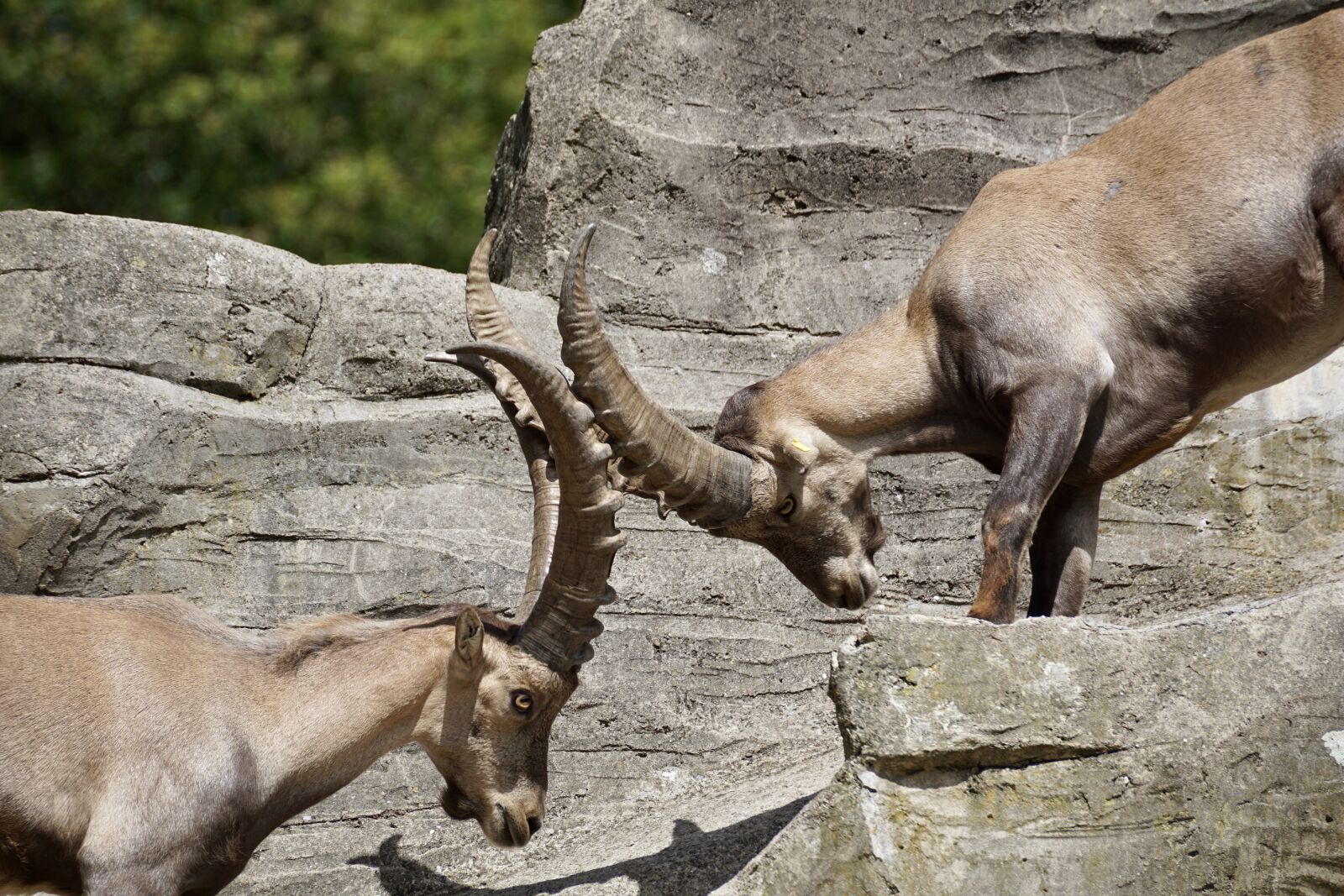 Sony DT 55-300mm F4.5-5.6 SAM sample photo. Ibex, male, horned photography