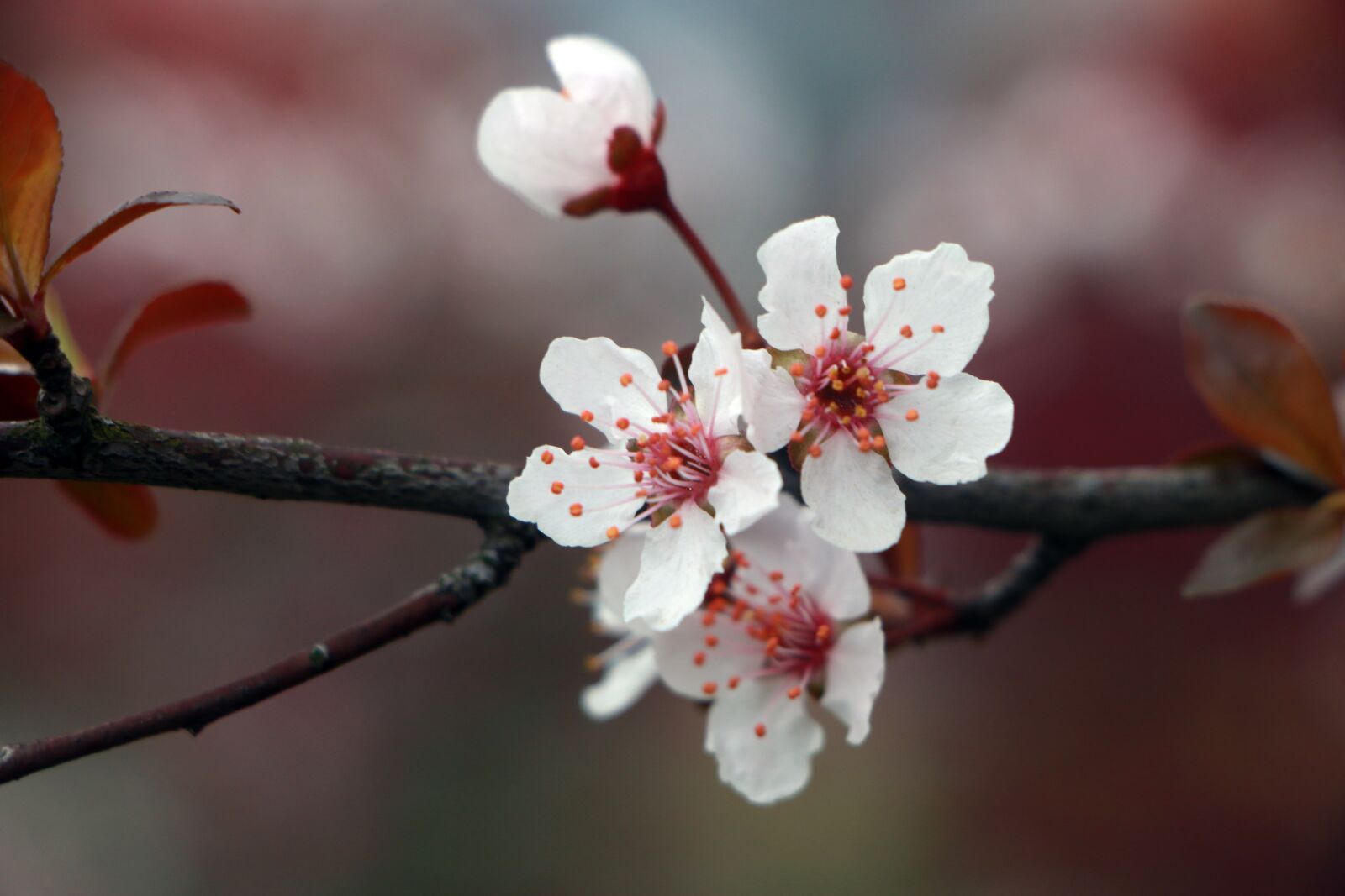 Canon EOS 70D sample photo. Spring, flower, lee flowers photography