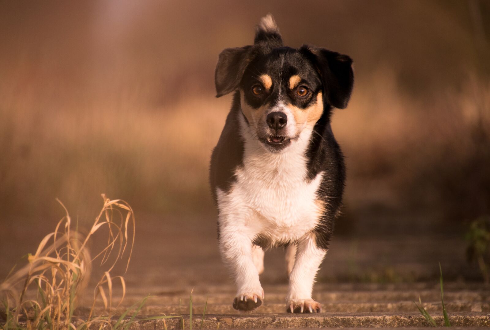 Nikon D3300 sample photo. Animal, dog, cute photography