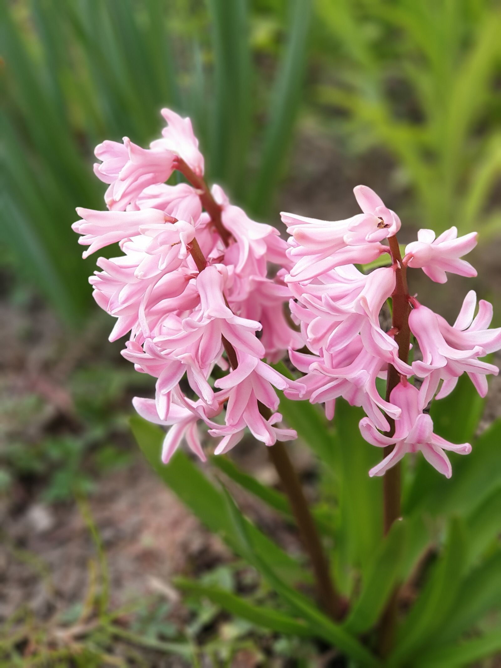Samsung Galaxy Note9 sample photo. Spring, garden, flowers photography