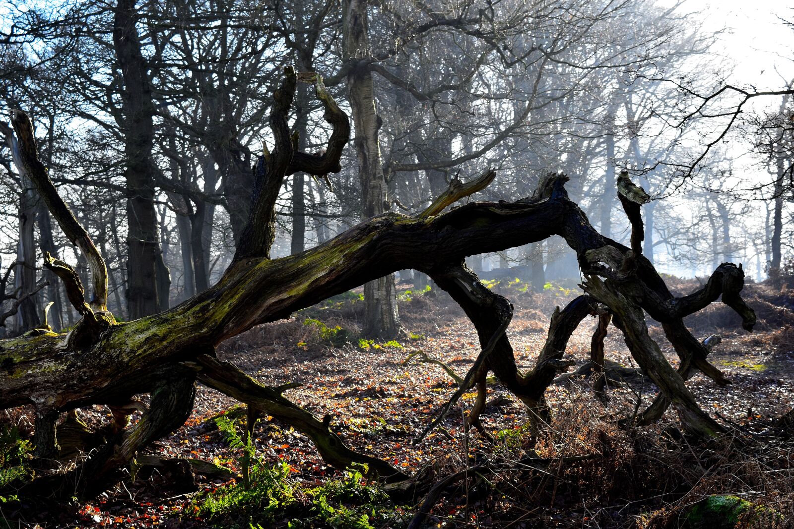 Nikon D5300 sample photo. Tree, wood, nature photography