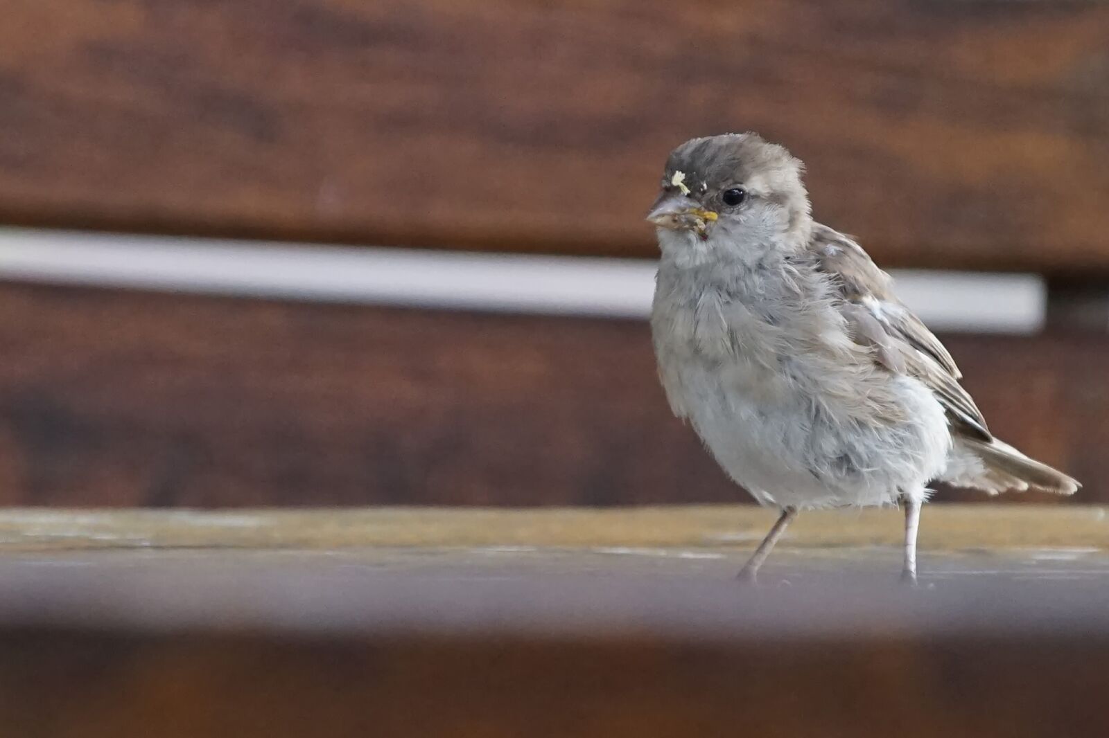 Sony a7R sample photo. Sparrow, bird, sparrows photography