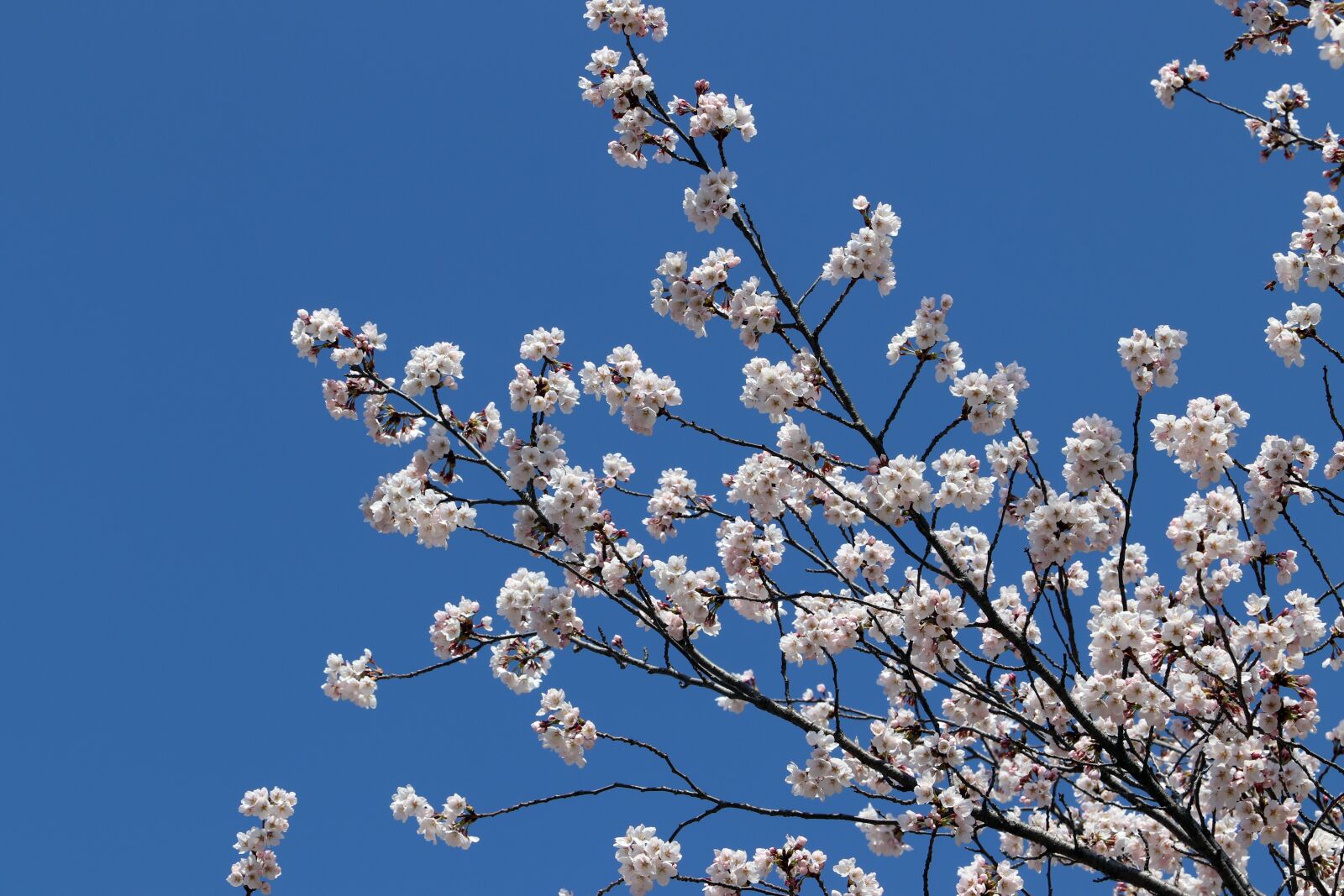Canon EF 70-200mm F2.8L USM sample photo. Cherry blossom, spring, flowers photography
