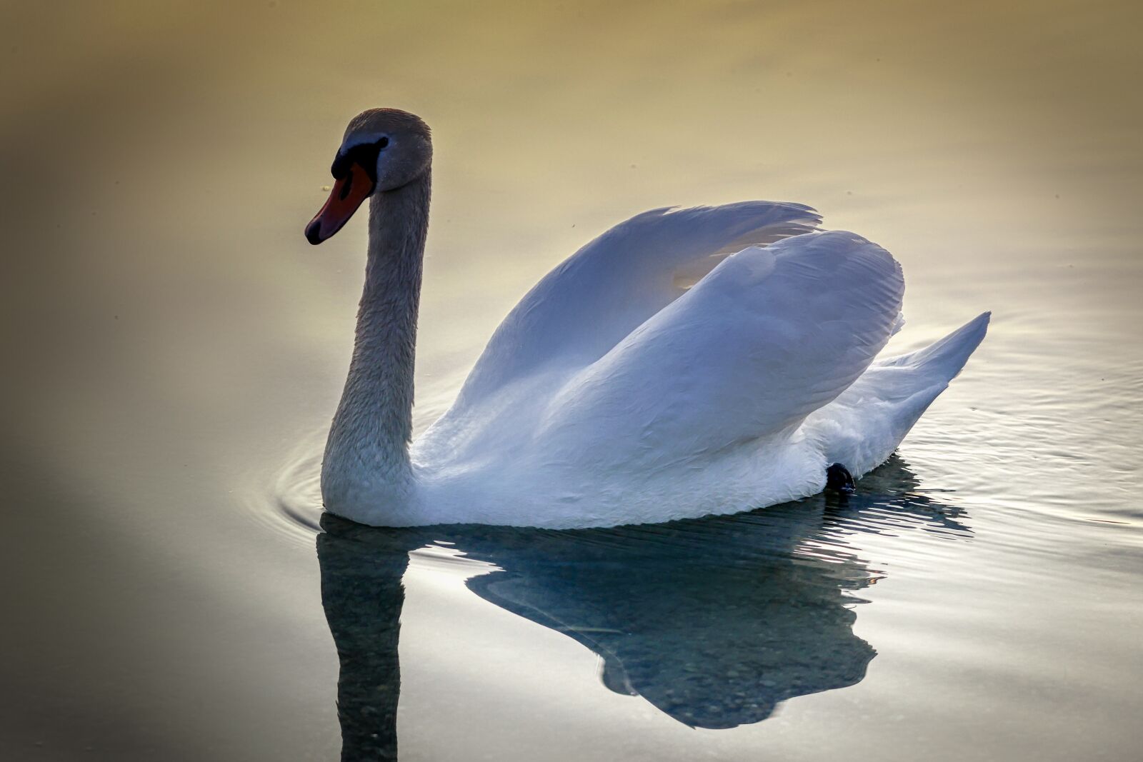 Panasonic Lumix DMC-GX8 sample photo. Swan, bird, animal photography