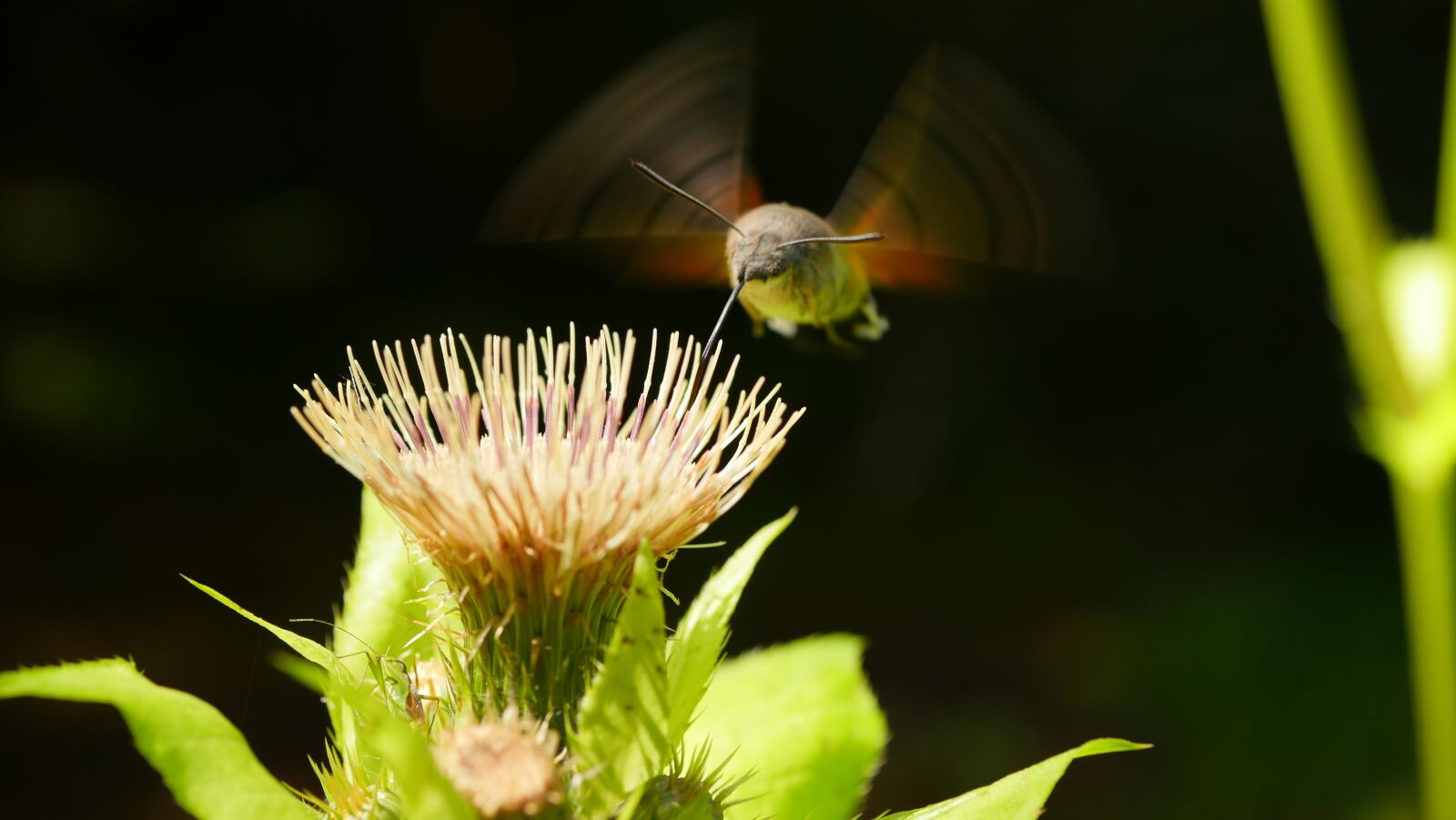 Panasonic Lumix DMC-GX8 sample photo. Hummingbird hawk moth, insect photography