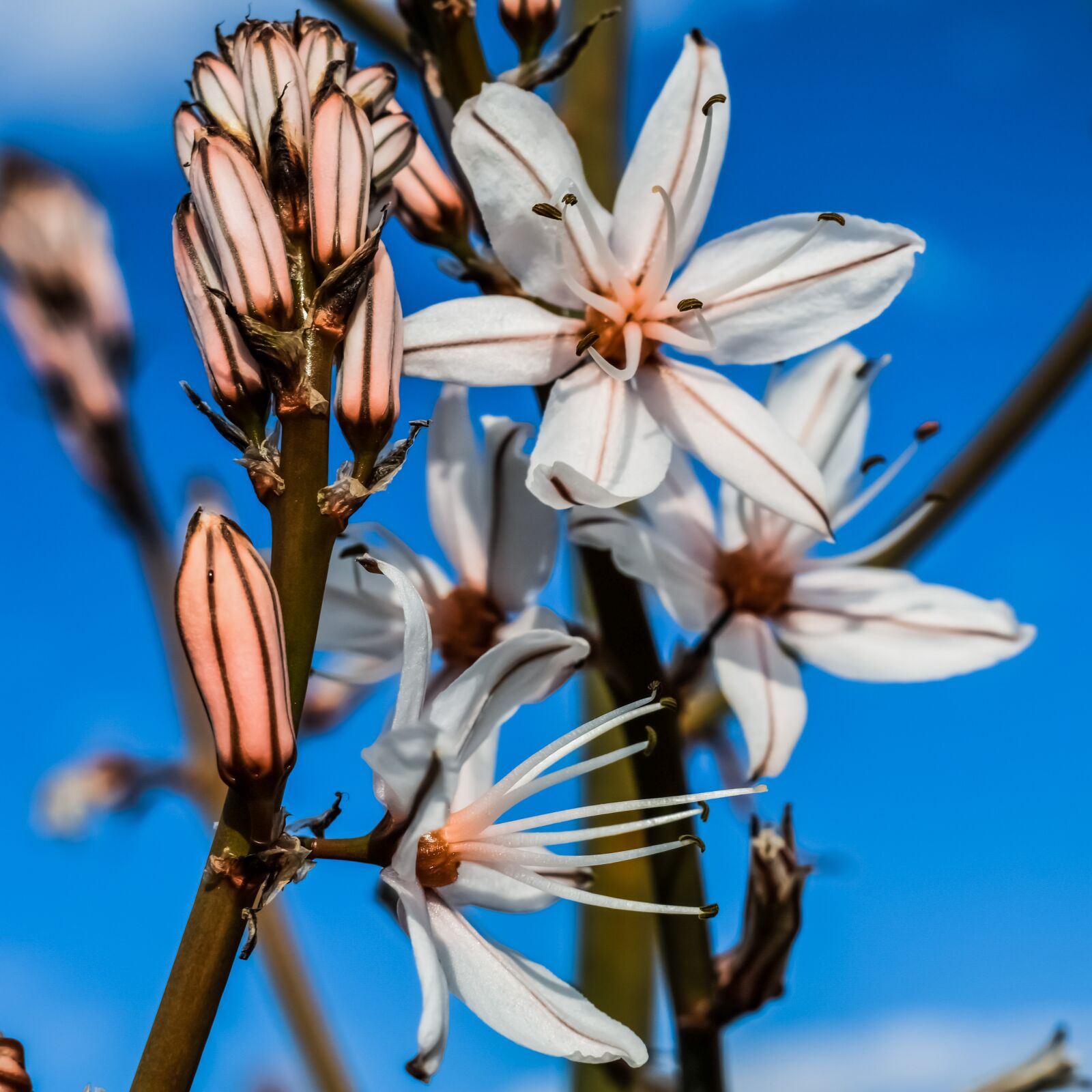 Nikon D3300 sample photo. Flowers, blossom, buds photography
