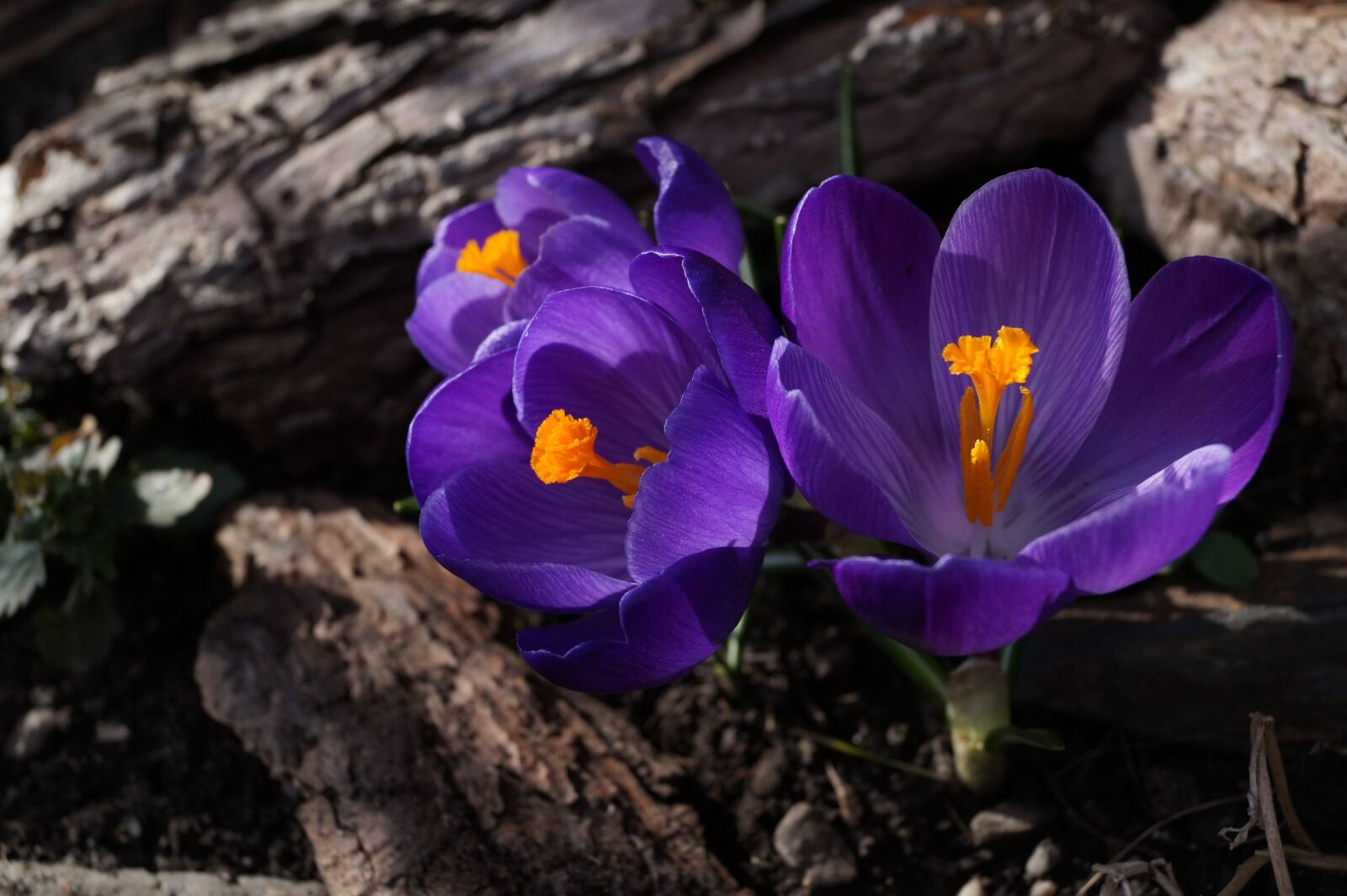 Sony DT 18-55mm F3.5-5.6 SAM II sample photo. Crocus, purple, toxic photography