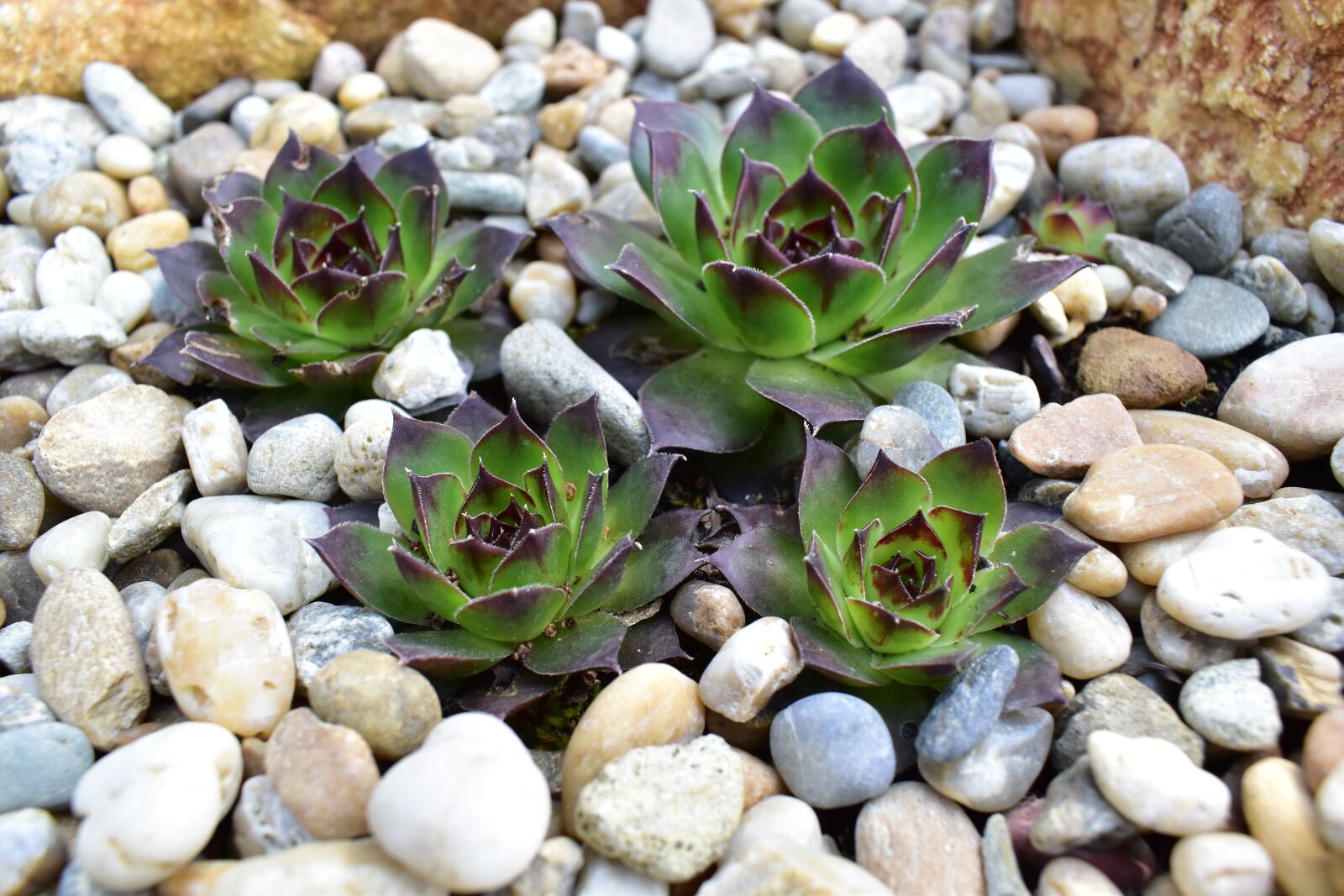 Nikon D5600 sample photo. Stonecrop, stone, gravel photography