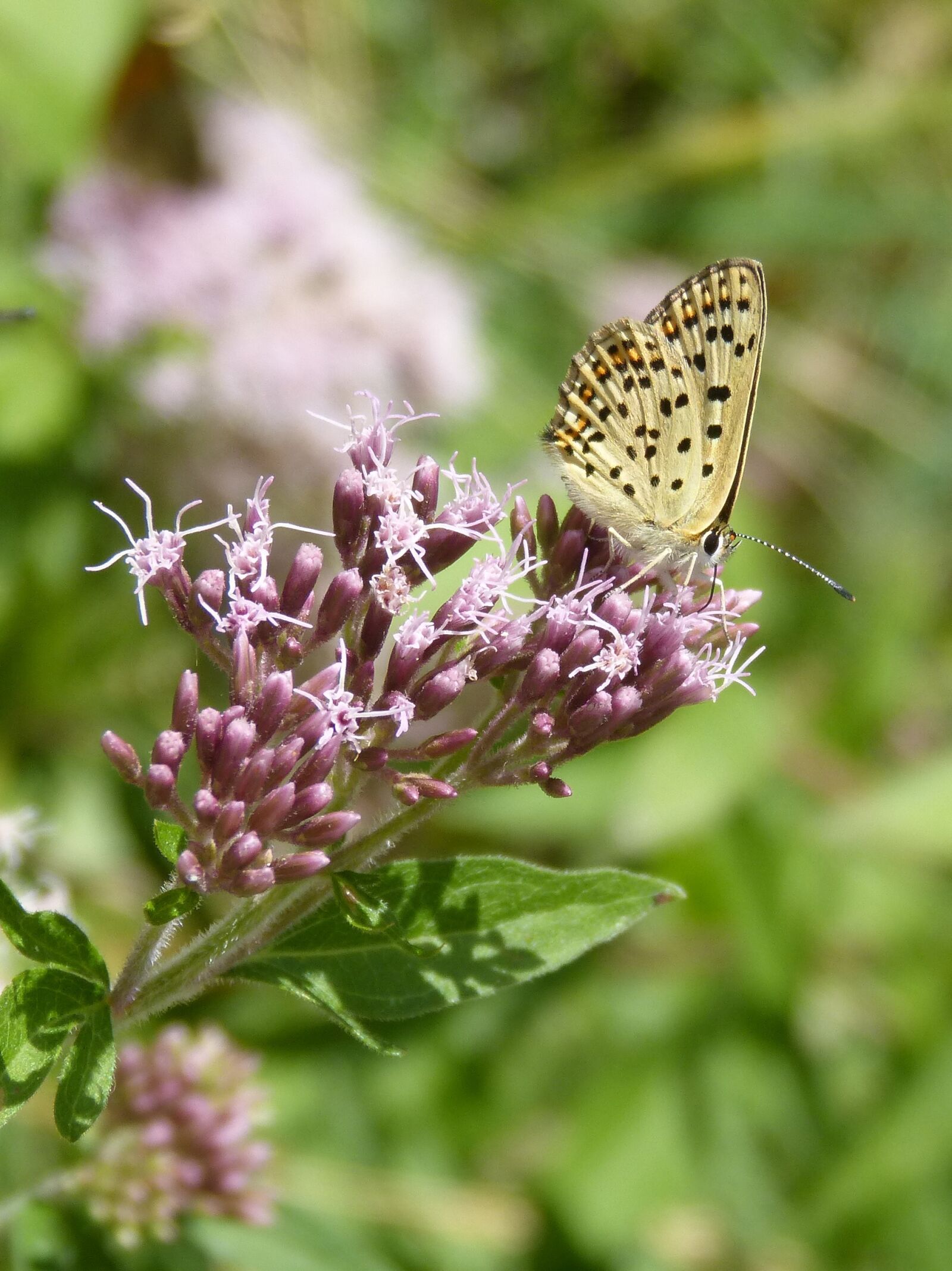 Panasonic DMC-FZ62 sample photo. Melitaea deione, butterfly, damer photography
