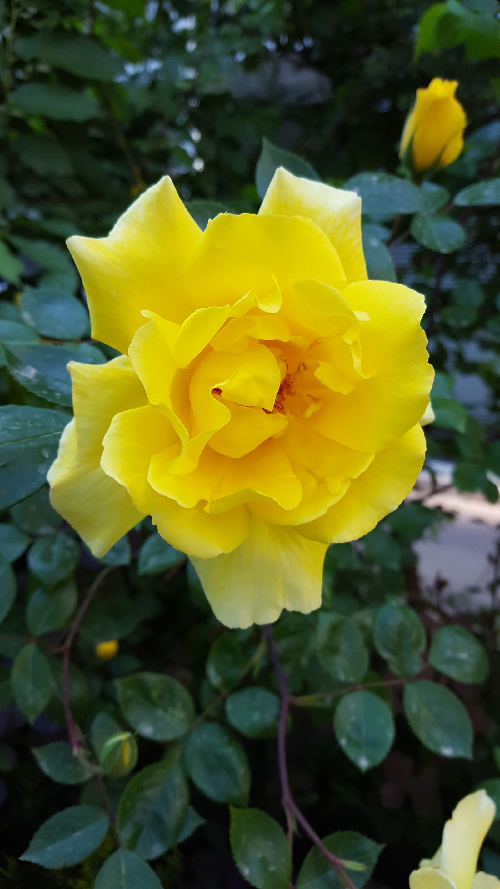 Samsung Galaxy S6 sample photo. Rose, flower, yellow photography