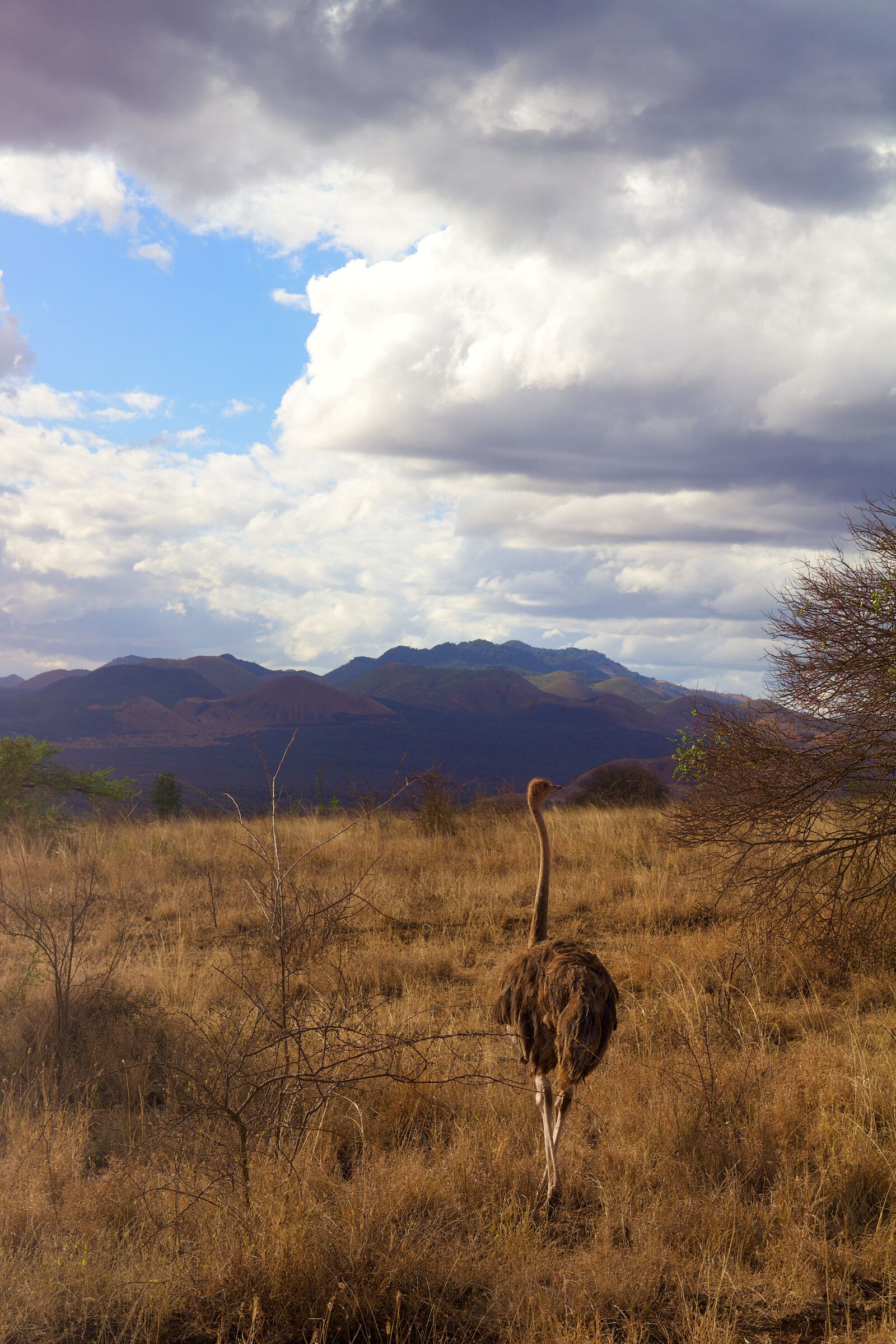 Canon EOS 600D (Rebel EOS T3i / EOS Kiss X5) sample photo. Africa, tsavo, kenya photography