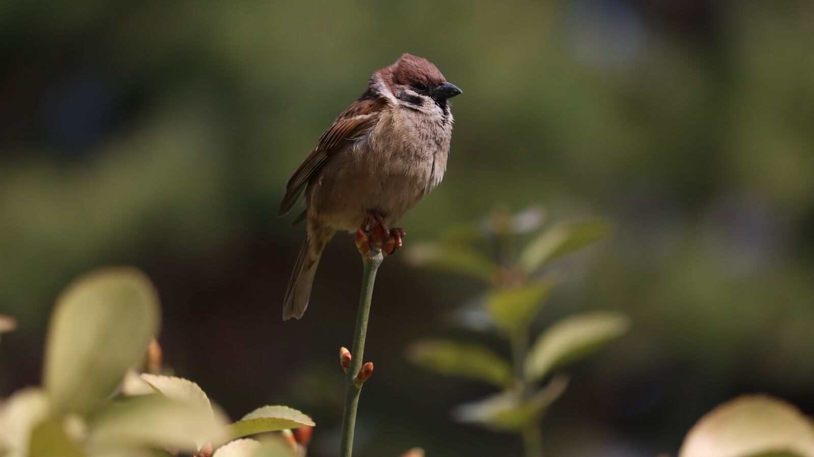 Canon EOS 750D (EOS Rebel T6i / EOS Kiss X8i) sample photo. Nature, wildlife, new photography