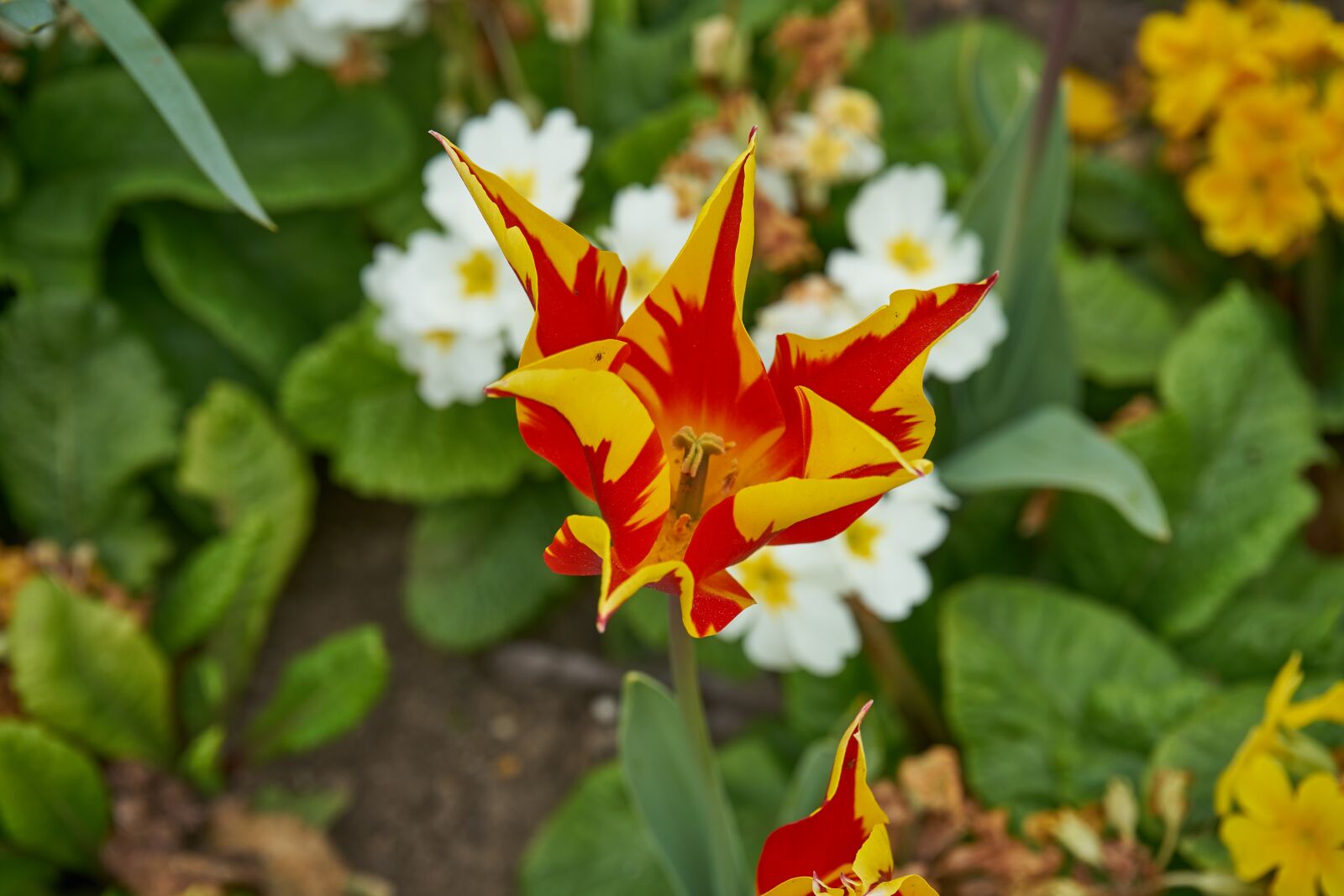 Sony FE 28-70mm F3.5-5.6 OSS sample photo. Tulip, flower, nature photography