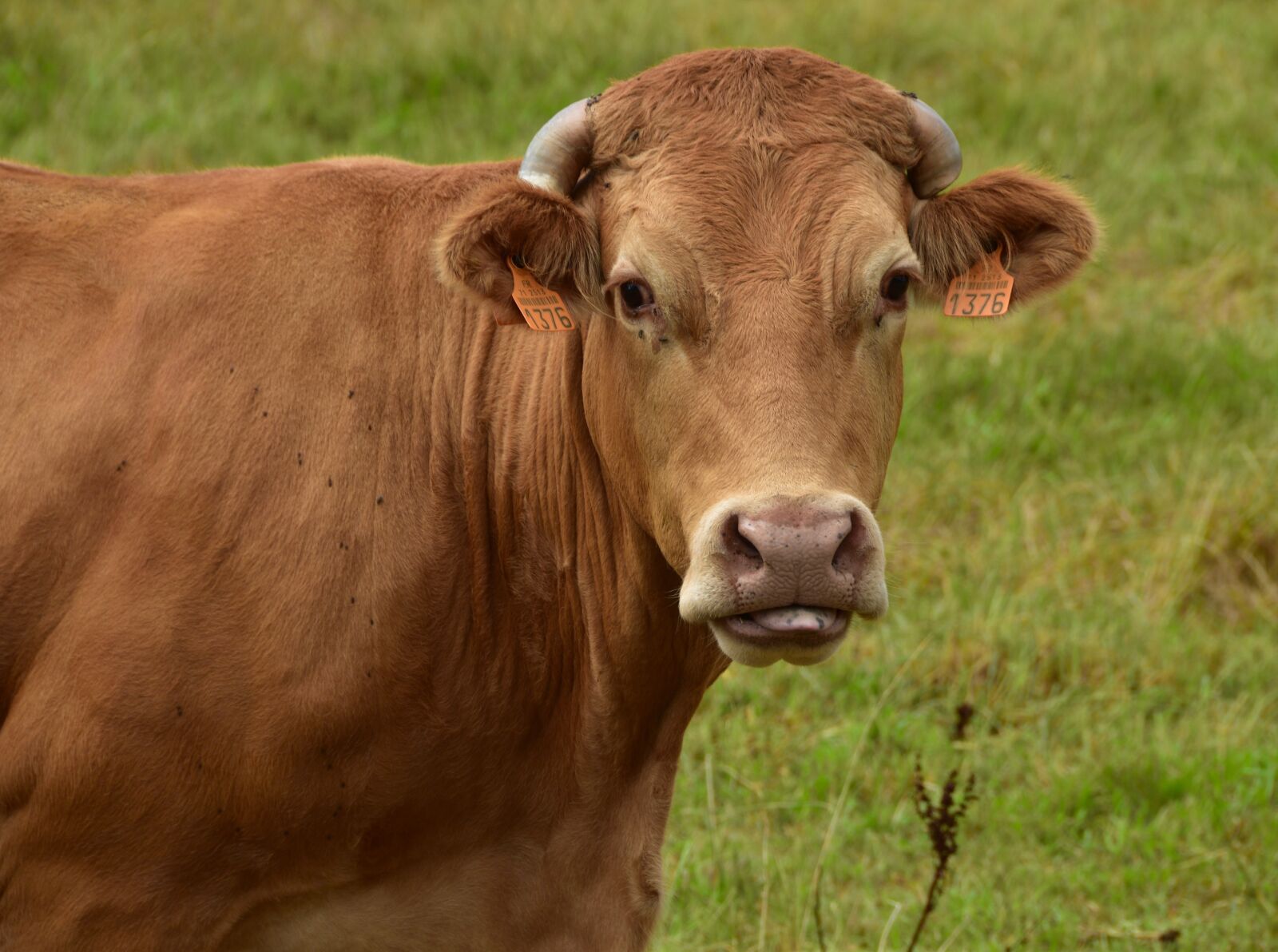Nikon D5600 sample photo. Cow, cattle, limousine photography
