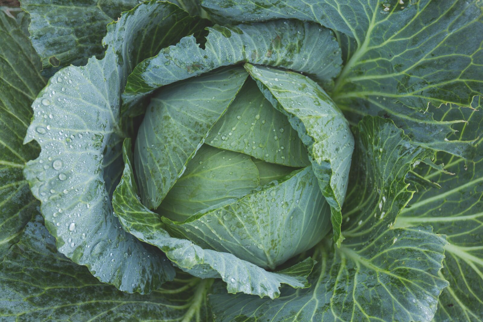 Canon EF 24-70mm F4L IS USM sample photo. Cabbage, vegetable, kale photography