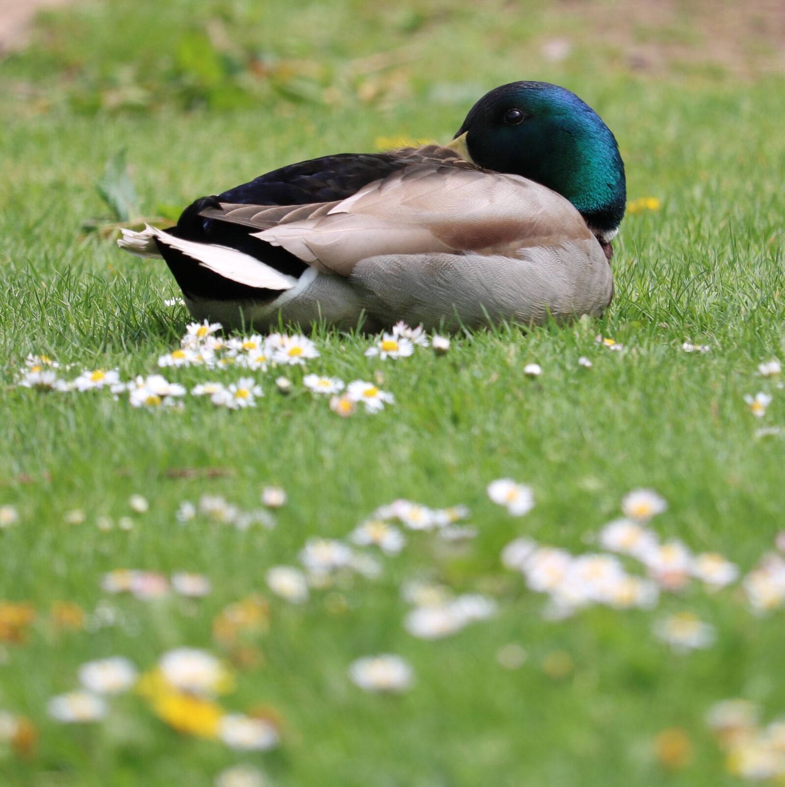 Canon EOS 750D (EOS Rebel T6i / EOS Kiss X8i) sample photo. Duck, mallard, grass photography