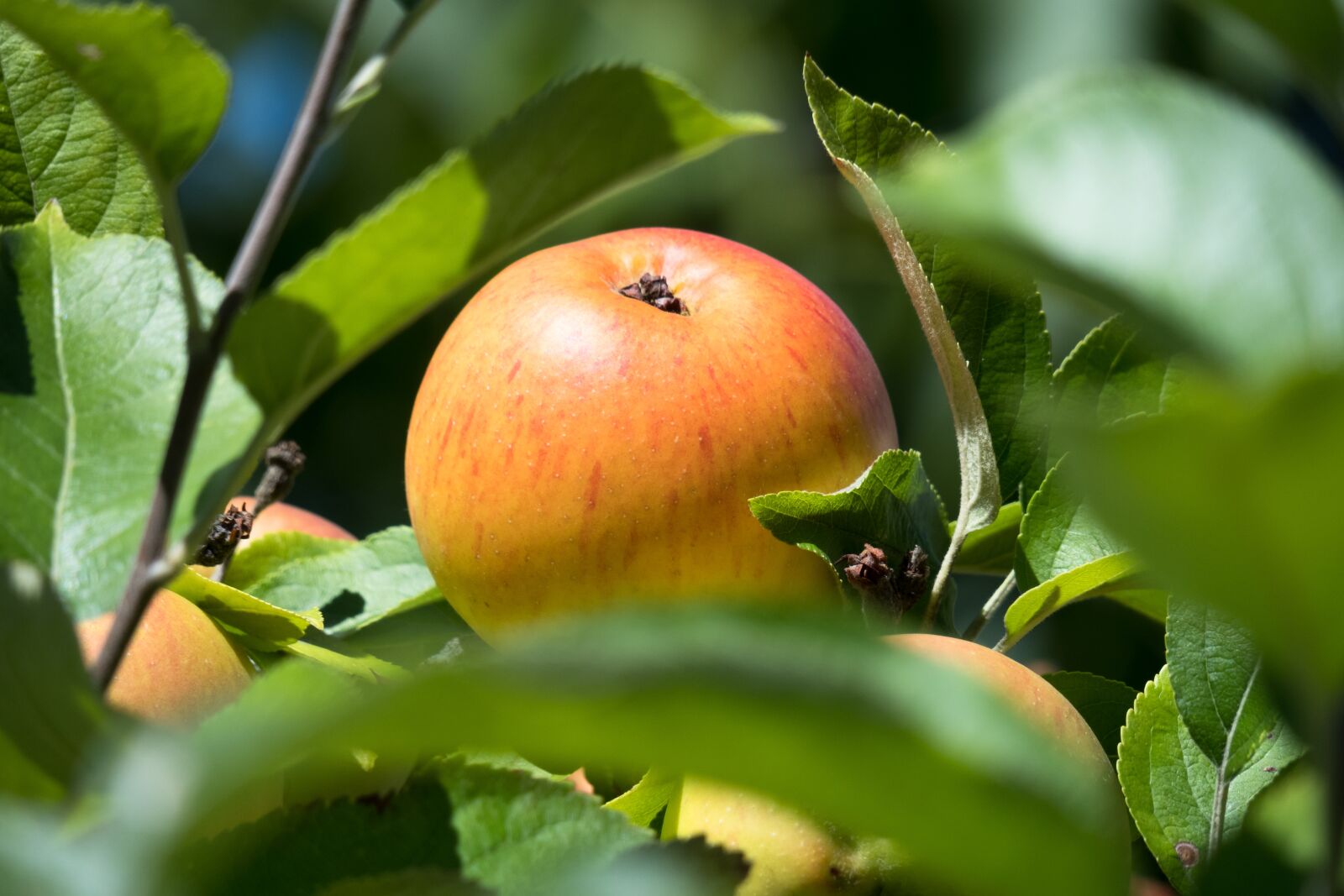 Canon PowerShot G3 X sample photo. Apple, ripe, apple tree photography