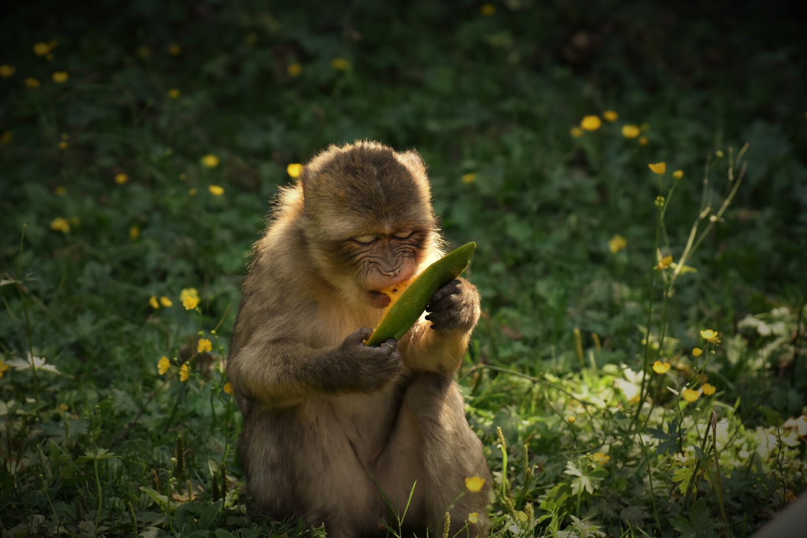 Nikon D7200 sample photo. Barbary ape, endangered species photography