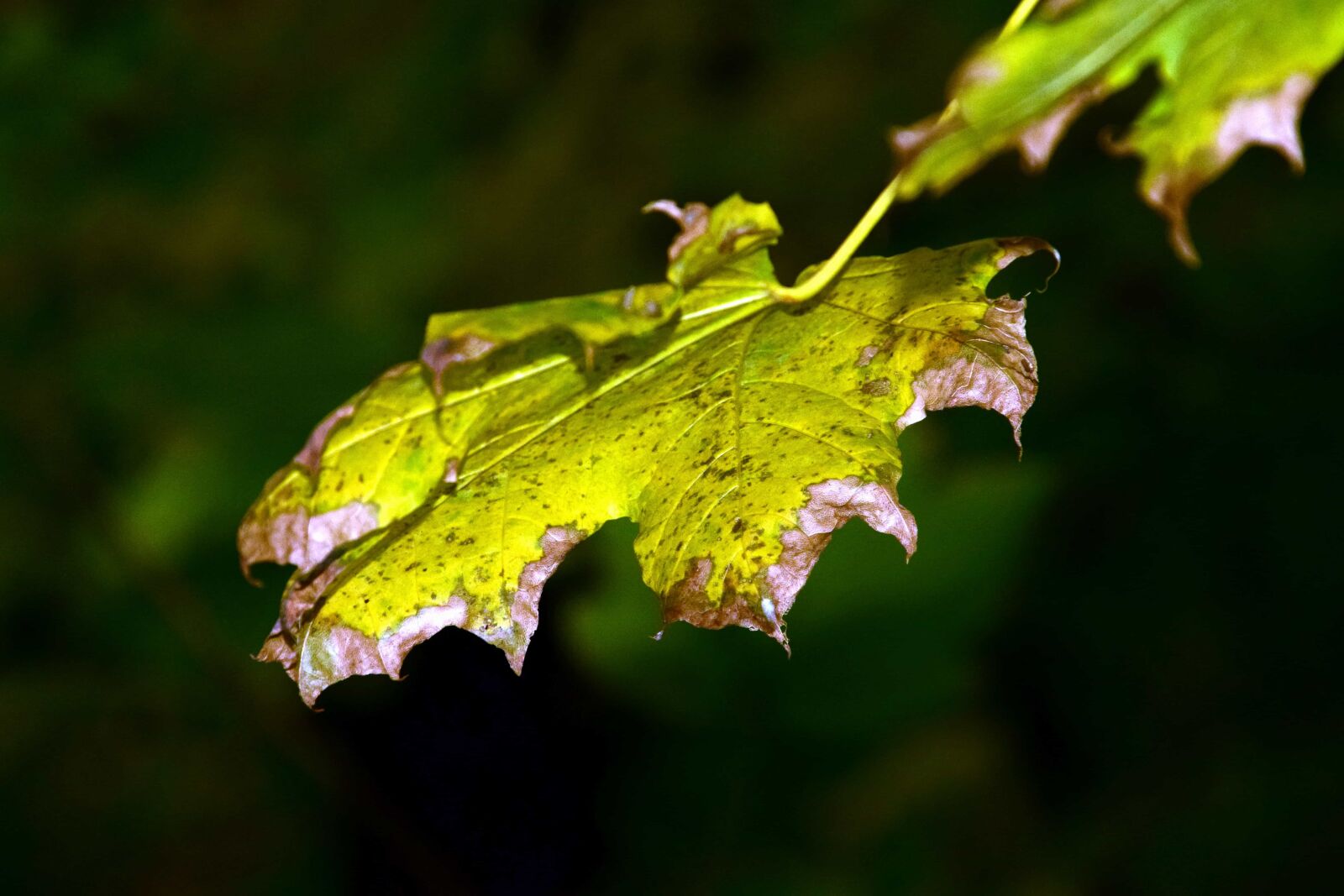 Nikon D3300 sample photo. Flora, leaf, nature, autumn photography