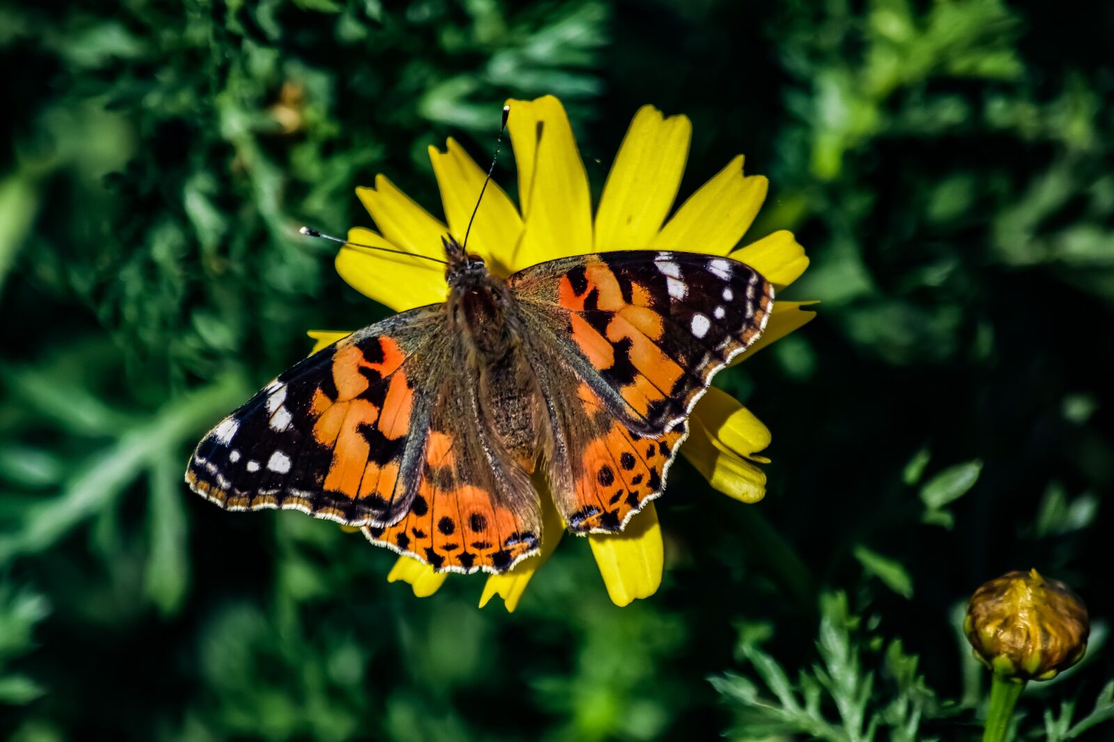 Nikon D3300 sample photo. Nature, butterfly, insect photography