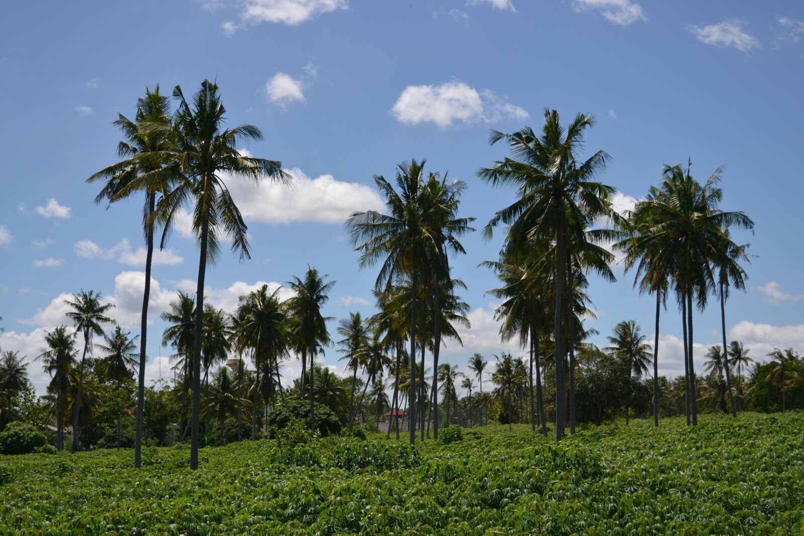 Nikon D3100 sample photo. Palm trees, blue sky photography