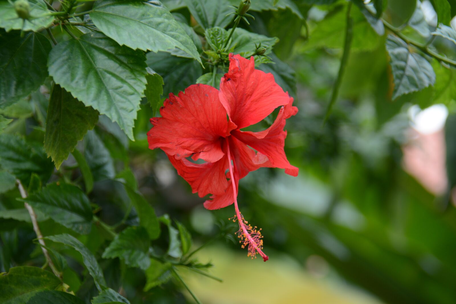 Nikon D7100 sample photo. Chaba, red, flowers photography
