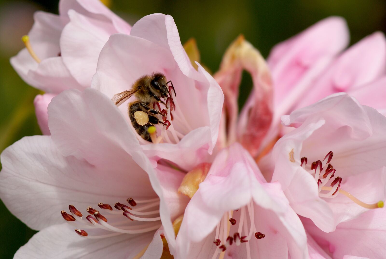 Sony Alpha DSLR-A350 sample photo. Rododendron, bee, pink photography