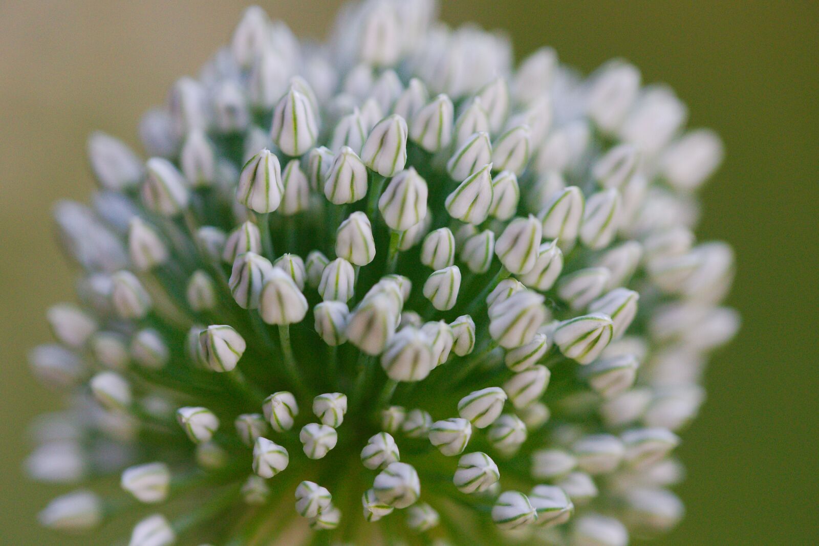 Canon EOS 6D sample photo. Plant, nature, flower photography