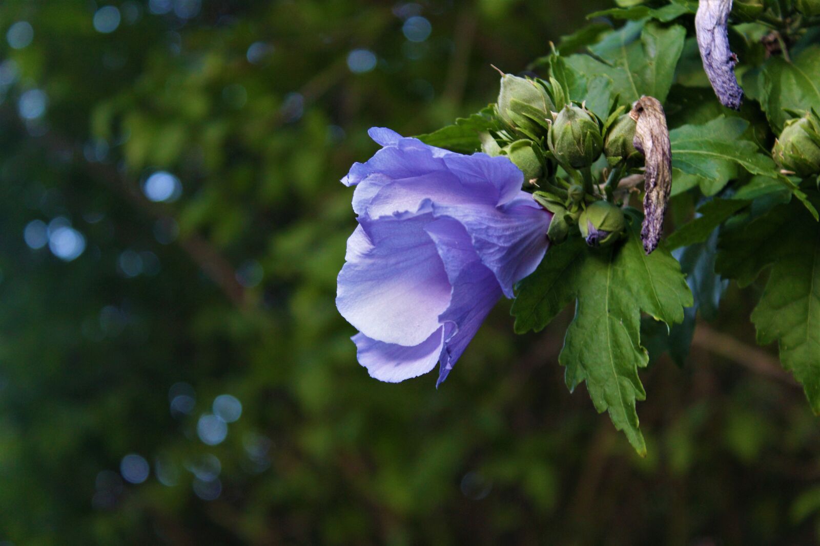 Canon EOS 1200D (EOS Rebel T5 / EOS Kiss X70 / EOS Hi) sample photo. Hibiscus, flower, blossom photography