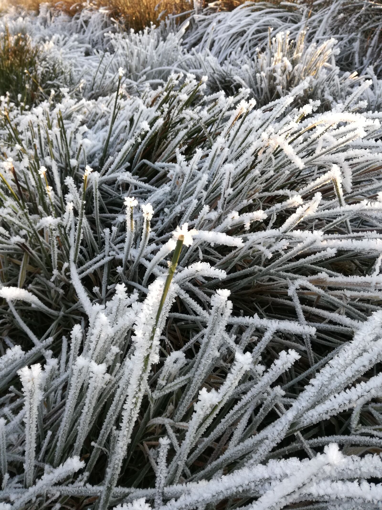 HUAWEI P9 LITE sample photo. Frost, frozen, winter photography