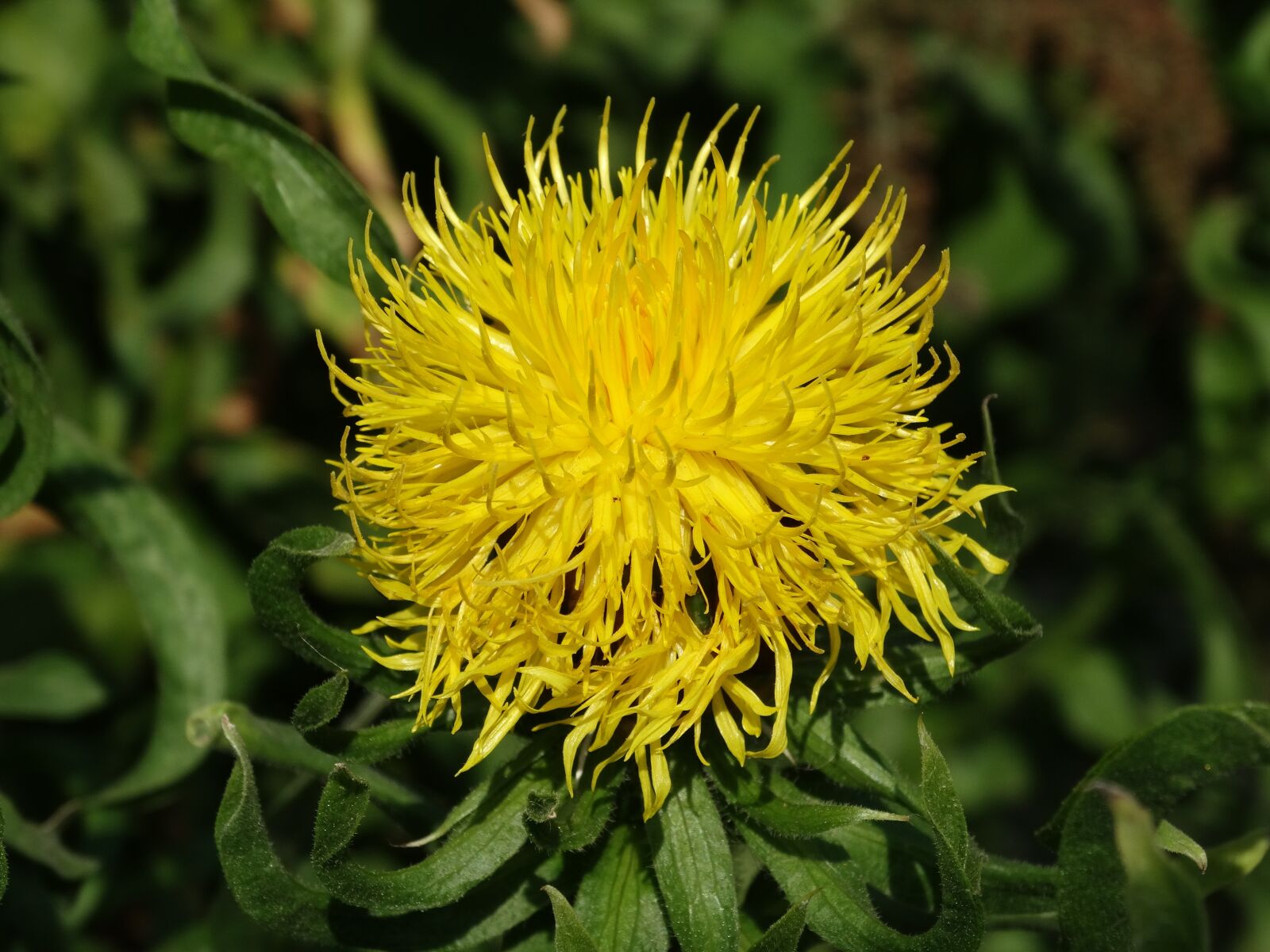 Sony Cyber-shot DSC-HX300 sample photo. Yellow cornflower, centaurea macrocephala photography