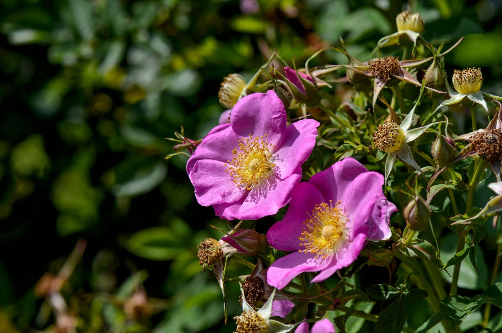 Nikon D7000 sample photo. Wild rose, plant, nature photography