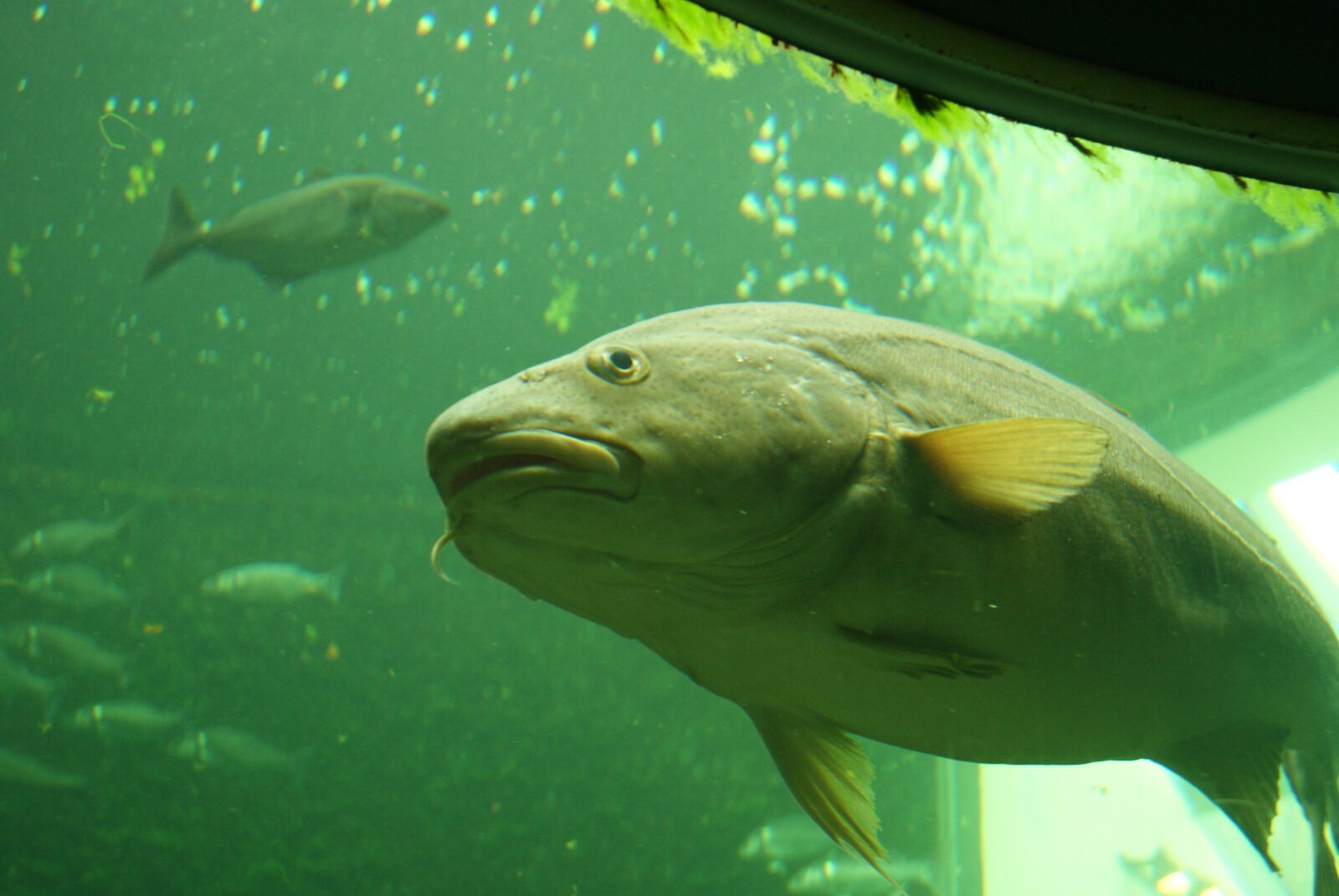 Sony Alpha DSLR-A230 sample photo. Fish, sea, world photography