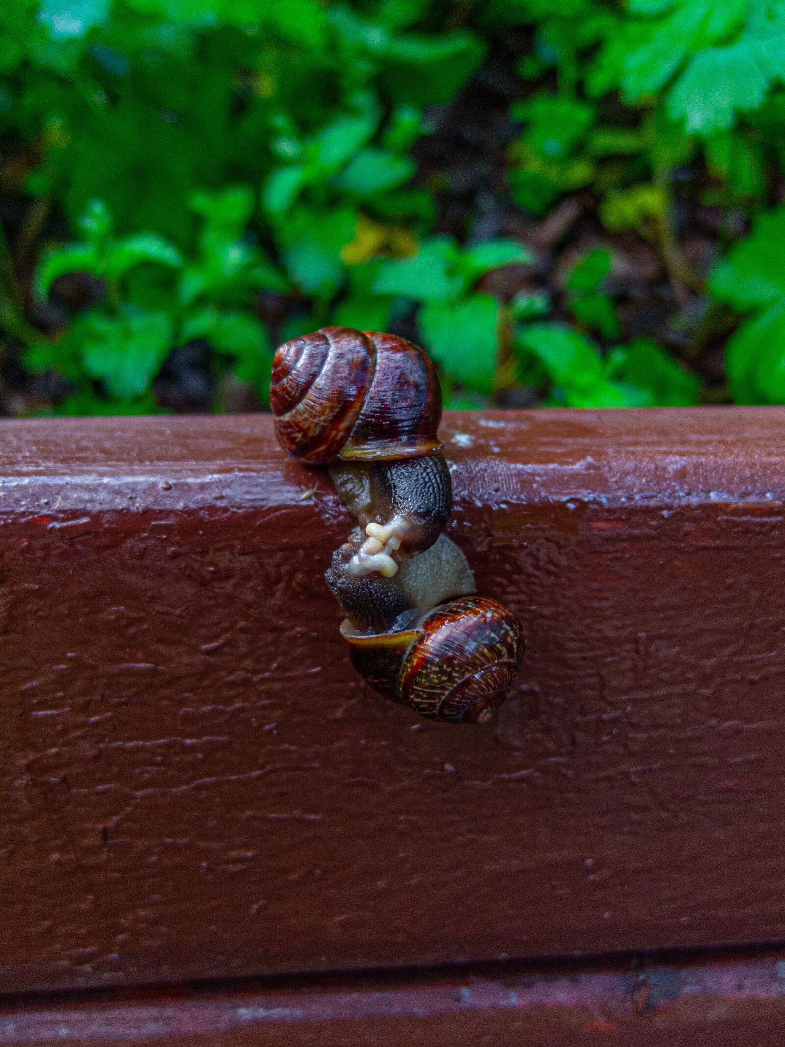 Nikon Coolpix P340 sample photo. Snails, bench, snail photography