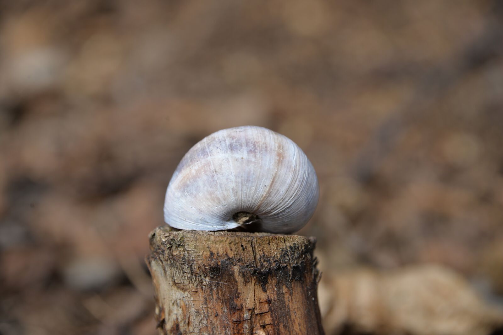 Nikon D610 sample photo. Shell, wood stock, close photography
