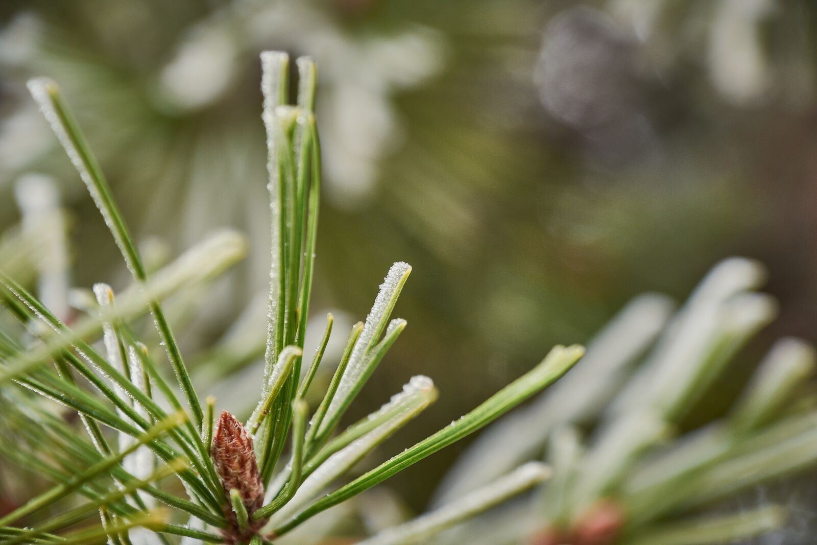 Nikon D7200 sample photo. Outbreaks, frozen, frost photography
