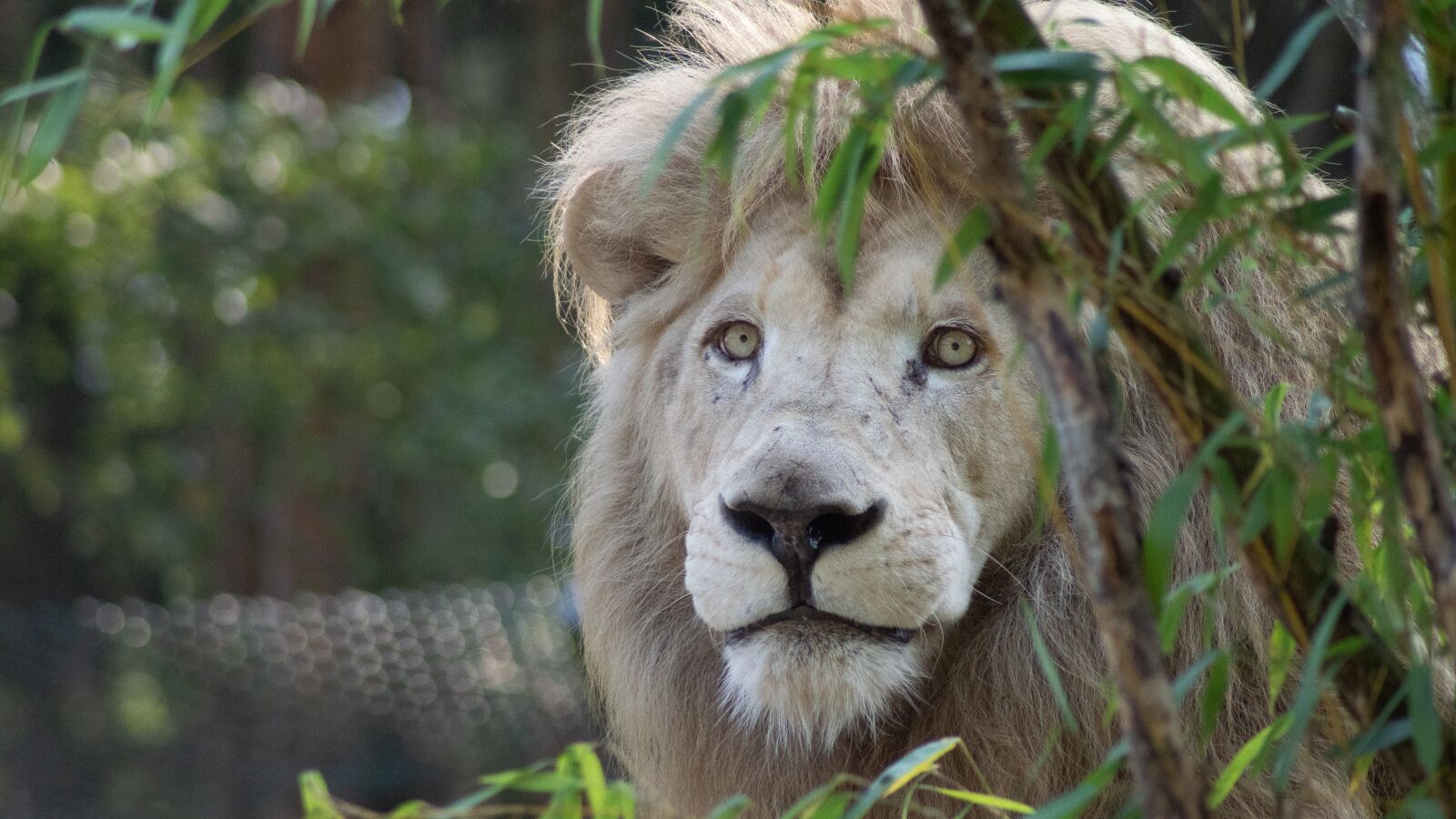 Sony ILCA-77M2 sample photo. Lion, predator, cat photography