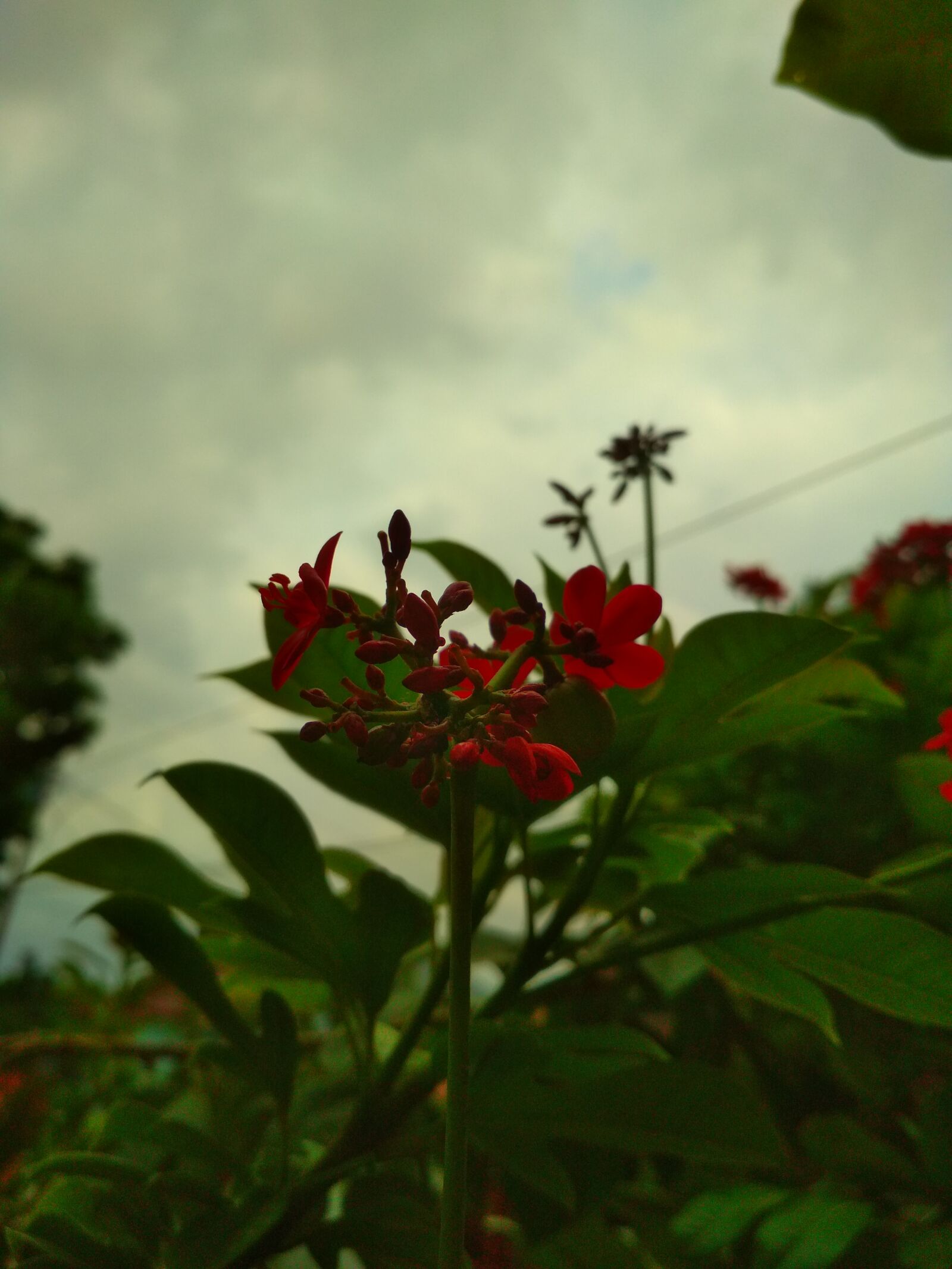 Xiaomi Redmi 4X sample photo. Insta pick blossom, flowermagic photography
