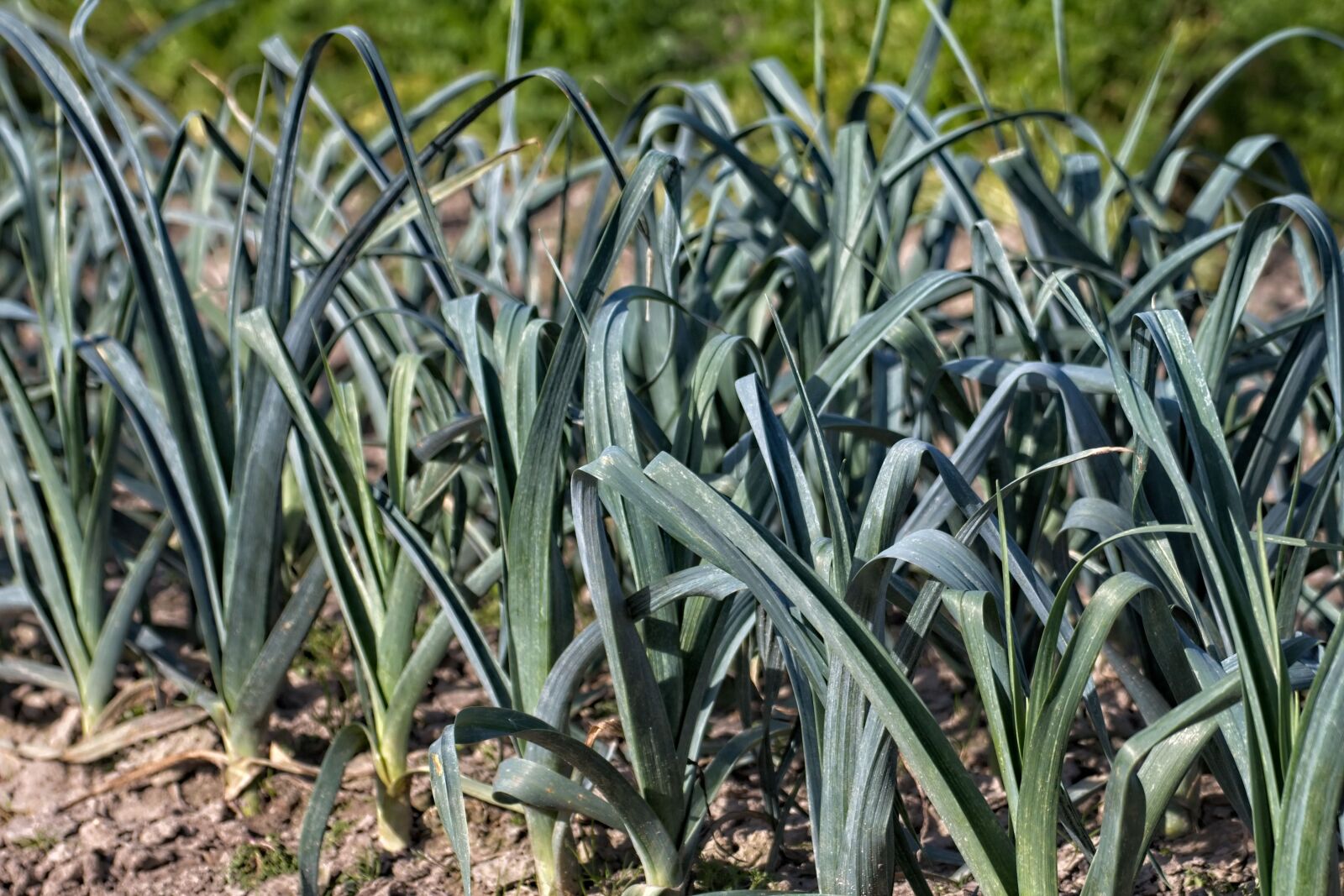 Canon EOS 70D sample photo. Leek, vegetable, harvest photography