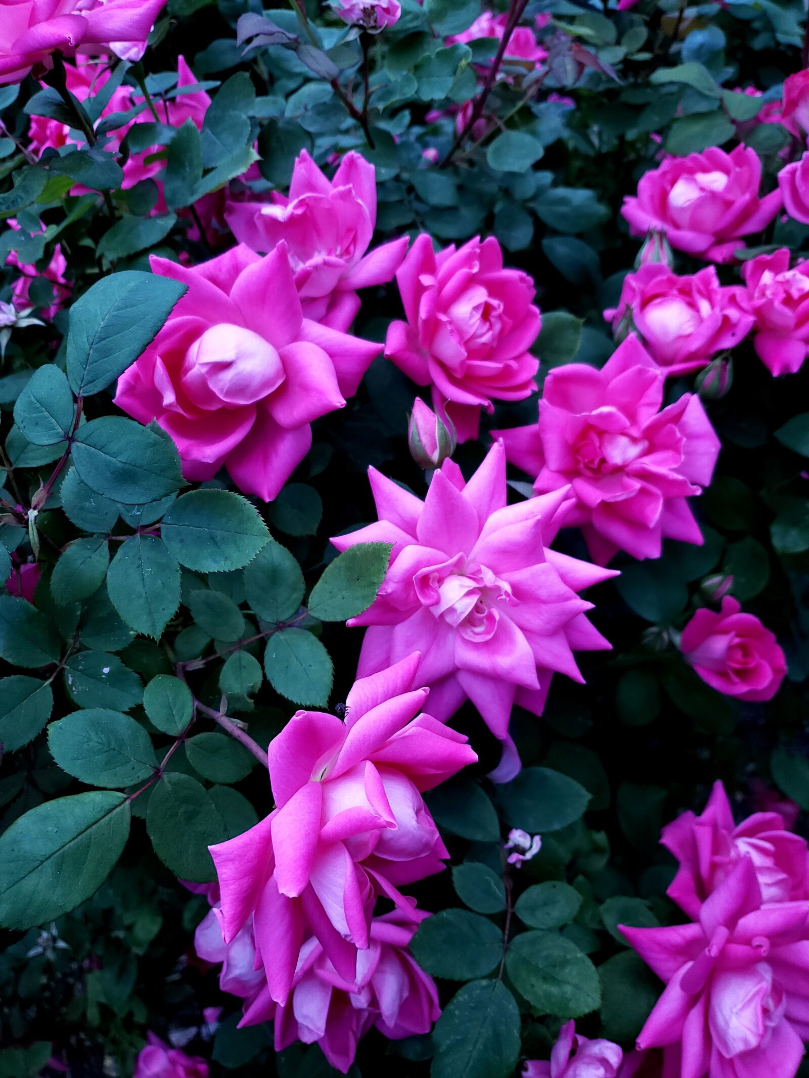 Samsung Galaxy S9+ sample photo. Rose, flower, petals photography