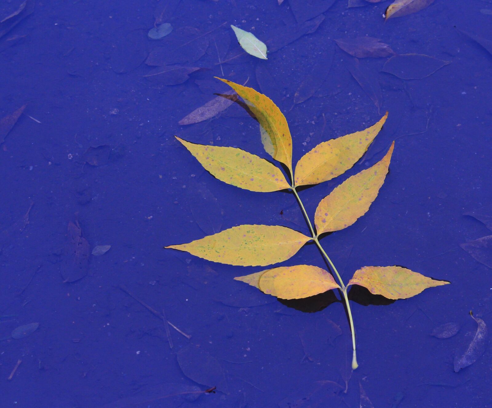 Canon EOS 700D (EOS Rebel T5i / EOS Kiss X7i) sample photo. Autumn, leaf, nature photography