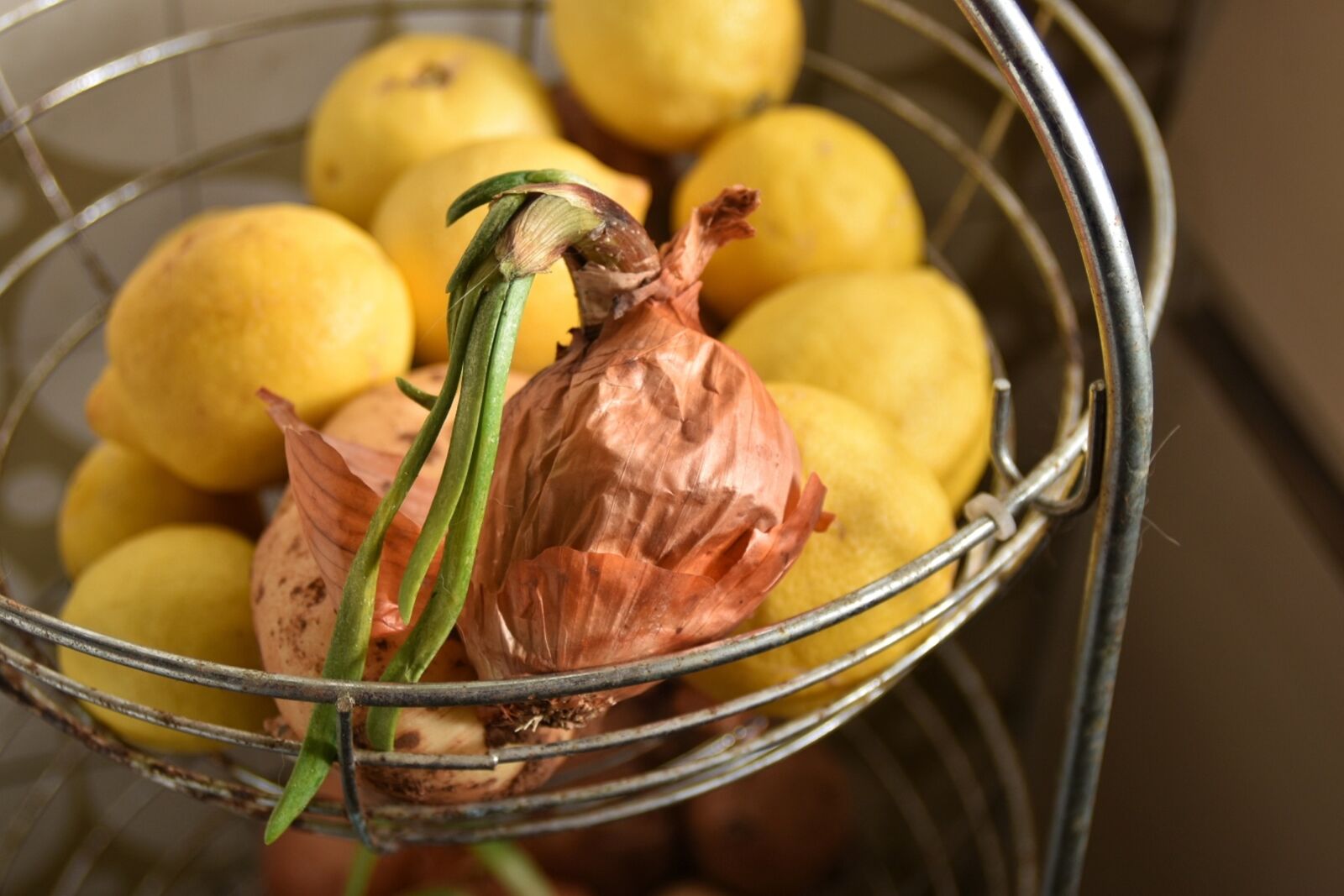 Nikon D5600 sample photo