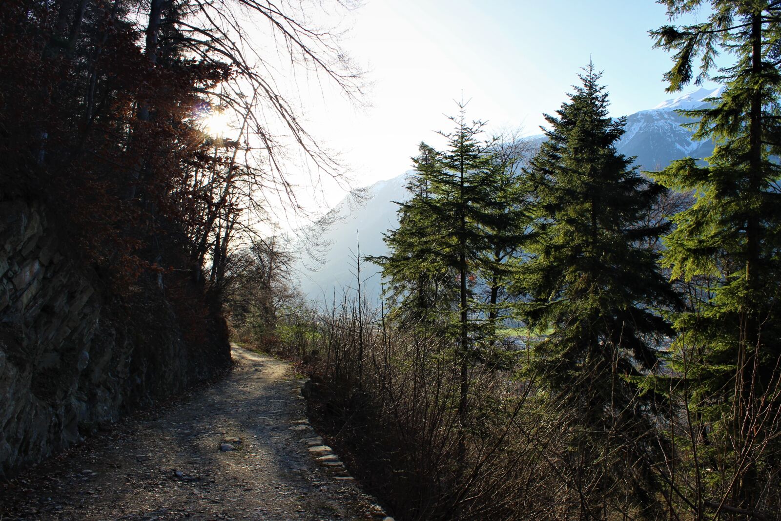 Canon EOS 600D (Rebel EOS T3i / EOS Kiss X5) sample photo. Forest path, fir tree photography