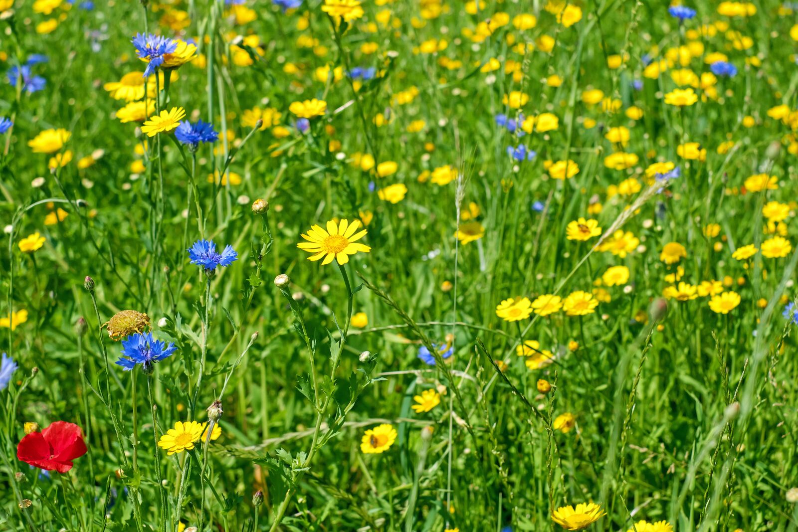 Fujifilm X-T10 + Fujifilm XF 35mm F1.4 R sample photo. Flowers, meadow, flower meadow photography