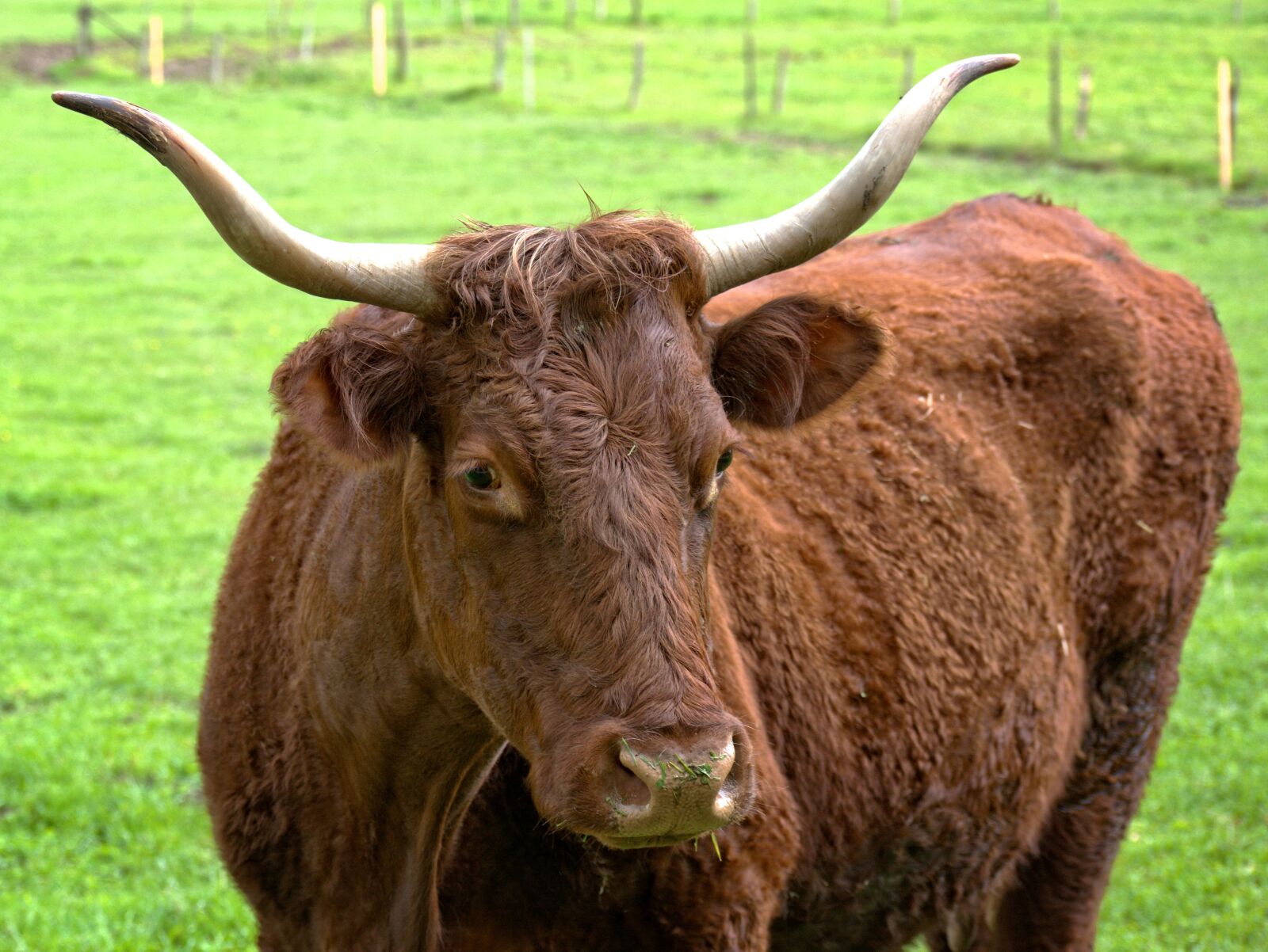 55.0-200.0mm f/4.0-f/5.6 sample photo. Beef, livestock, horns photography