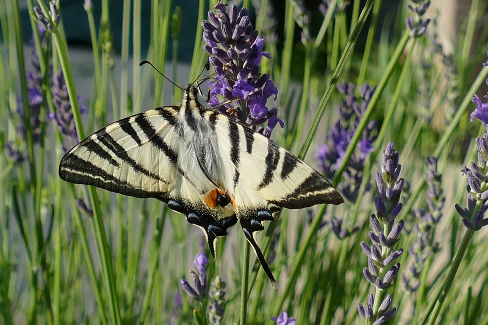Panasonic Lumix DMC-FZ1000 sample photo. Butterfly, bug, macaon photography