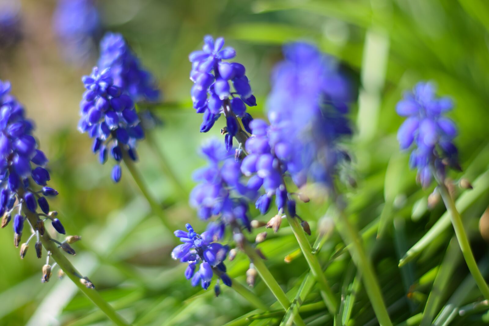 Nikon D5300 sample photo. Spring, flower, nature photography